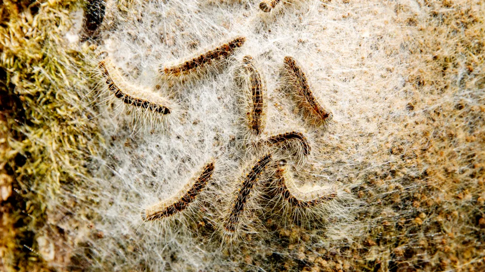 Eikenprocessierups gaat ondergronds en omzeilt zo bestrijding