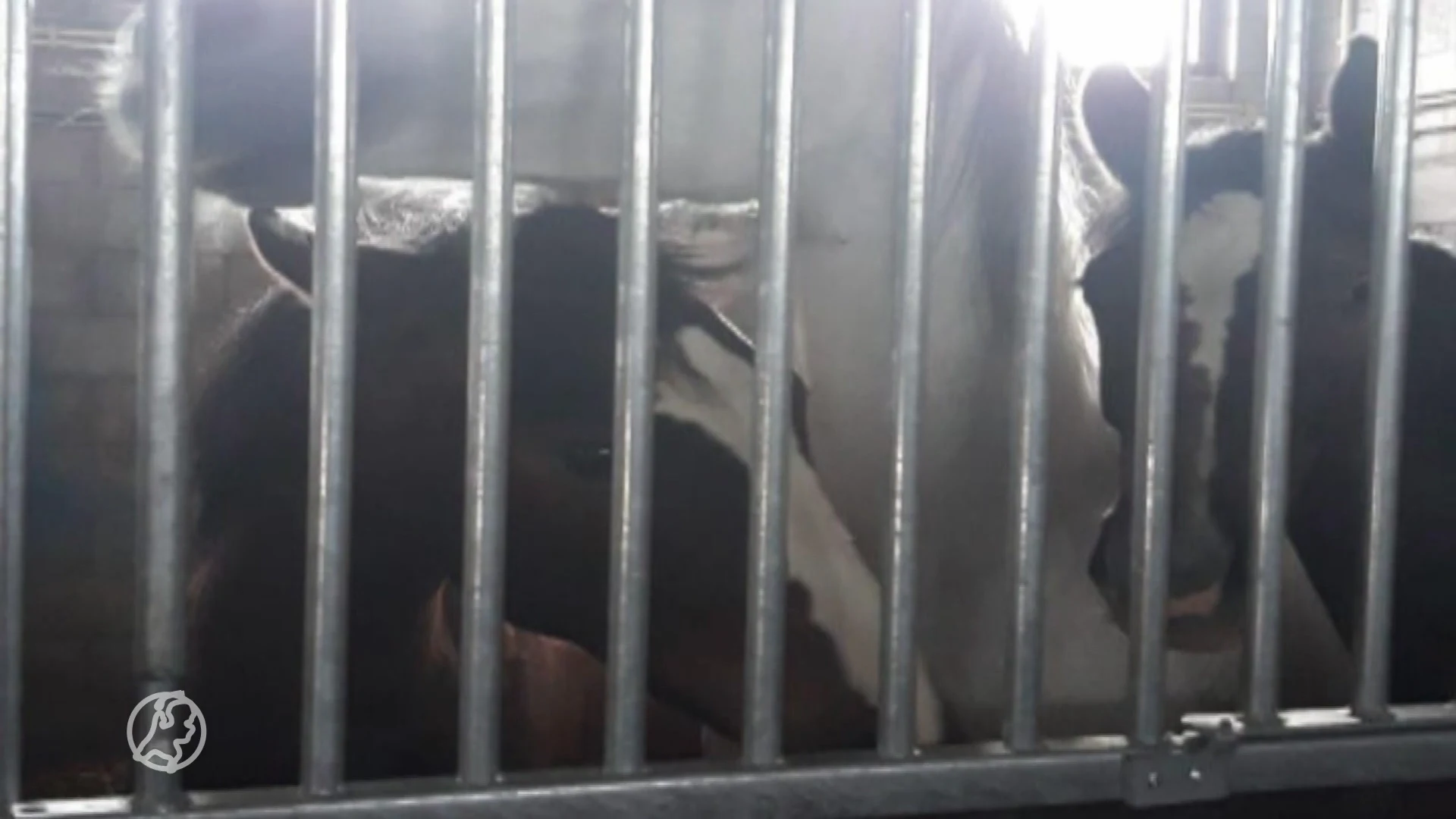 Opnieuw zwaar verwaarloosde paarden gered bij beruchte paardenhouder: 'De maat is vol'