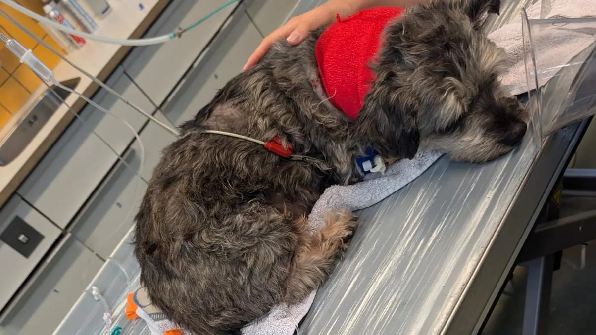 Hondje Bruno (12) vecht voor zijn leven na vermoedelijke wolvenaanval