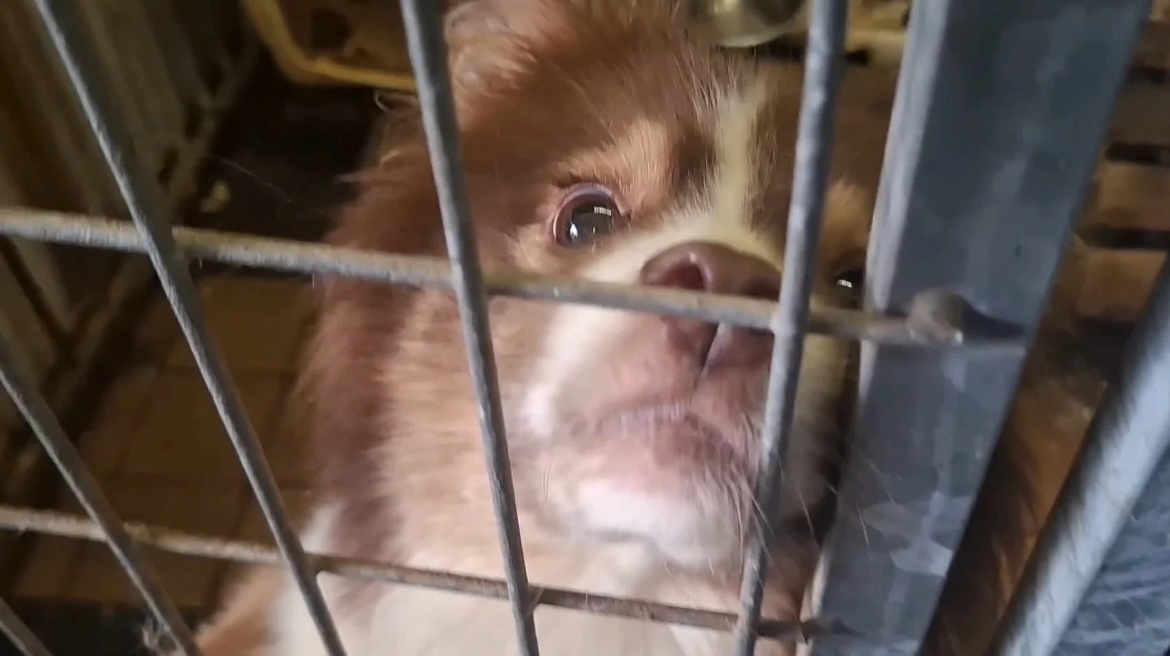 Te kleine reisbenches en geen drinkwater: negen Australische herders in beslag genomen