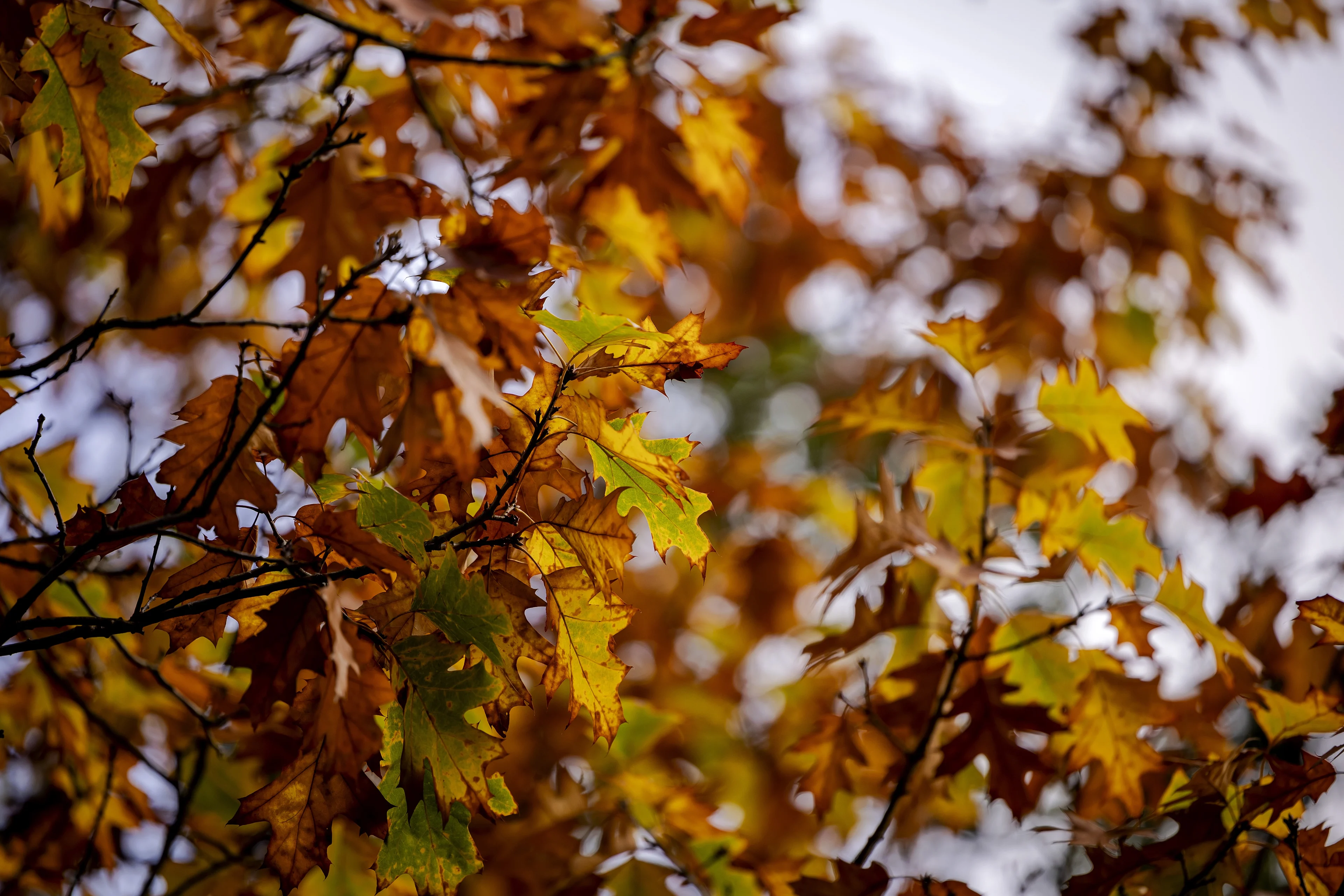 Hoe ontstaan toch al die prachtige herfstkleuren in het bos?