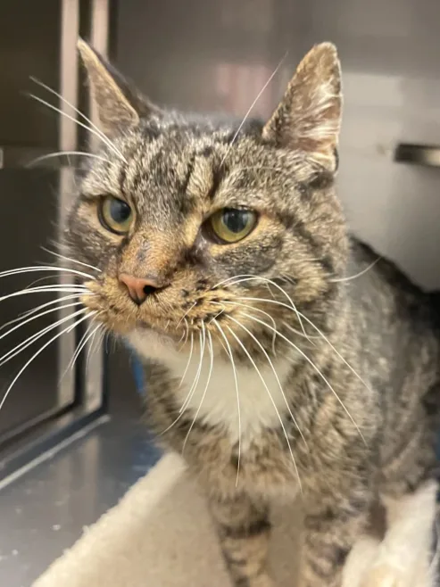 Baasje dumpt oude kat en wil hem later laten inslapen om klein ongelukje