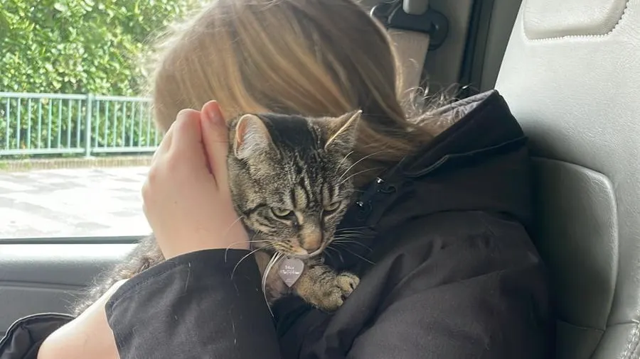Poes Mia na grote zoekactie weer terecht: 'Ik heb haar in mijn armen!'