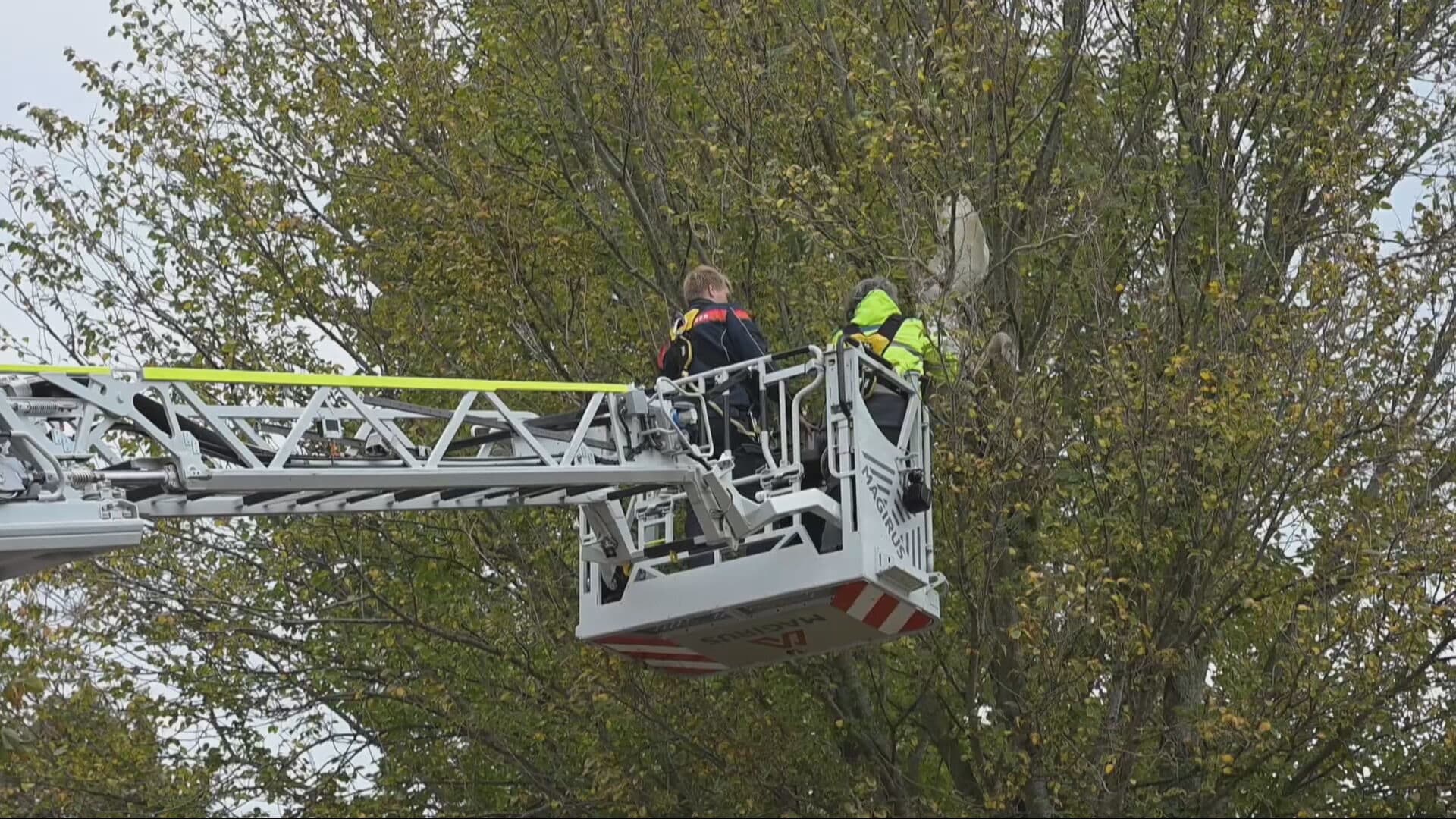 Jonge zwaan raakt vast in boom in Alphen aan den Rijn: brandweer schiet te hulp