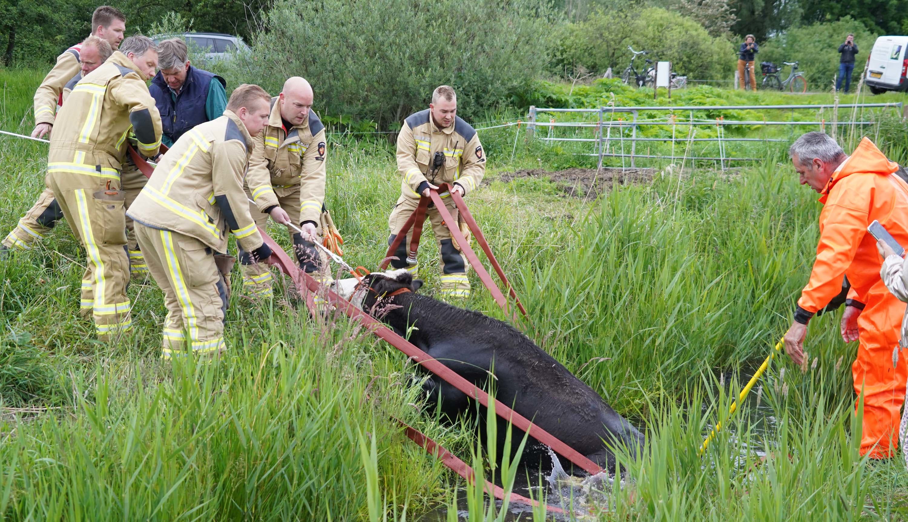 Brandweer redt koe in nood uit de sloot