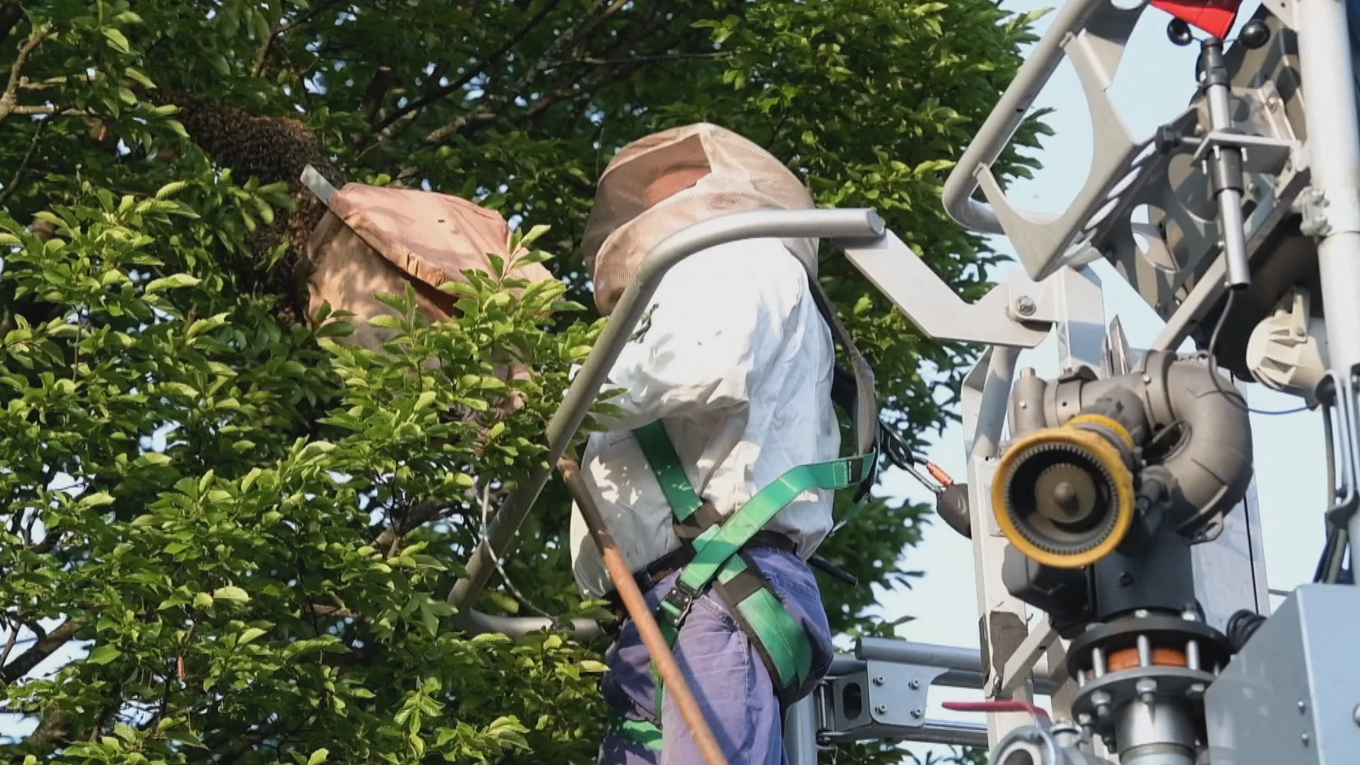 Brandweer schiet imker te hulp tijdens vangen van bijenzwerm in Tilburg