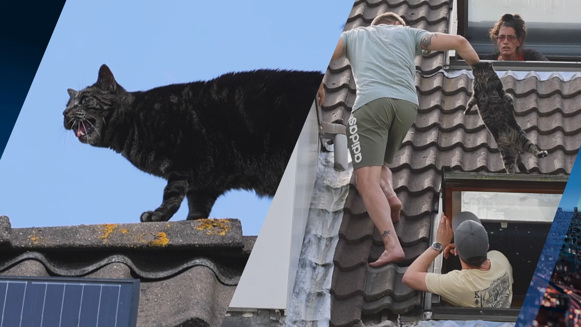 Oververhitte poes Jacky na zeker twaalf uur van dak Zoetermeer gered
