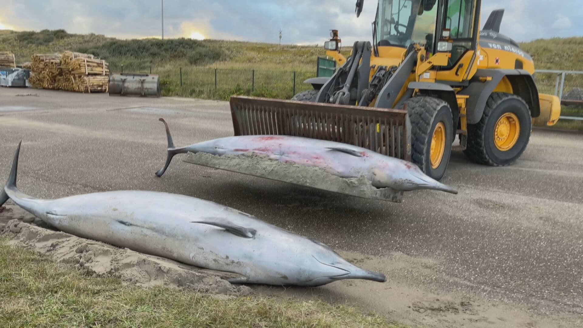 Twee spitssnuitdolfijnen overlijden op strand bij Monster