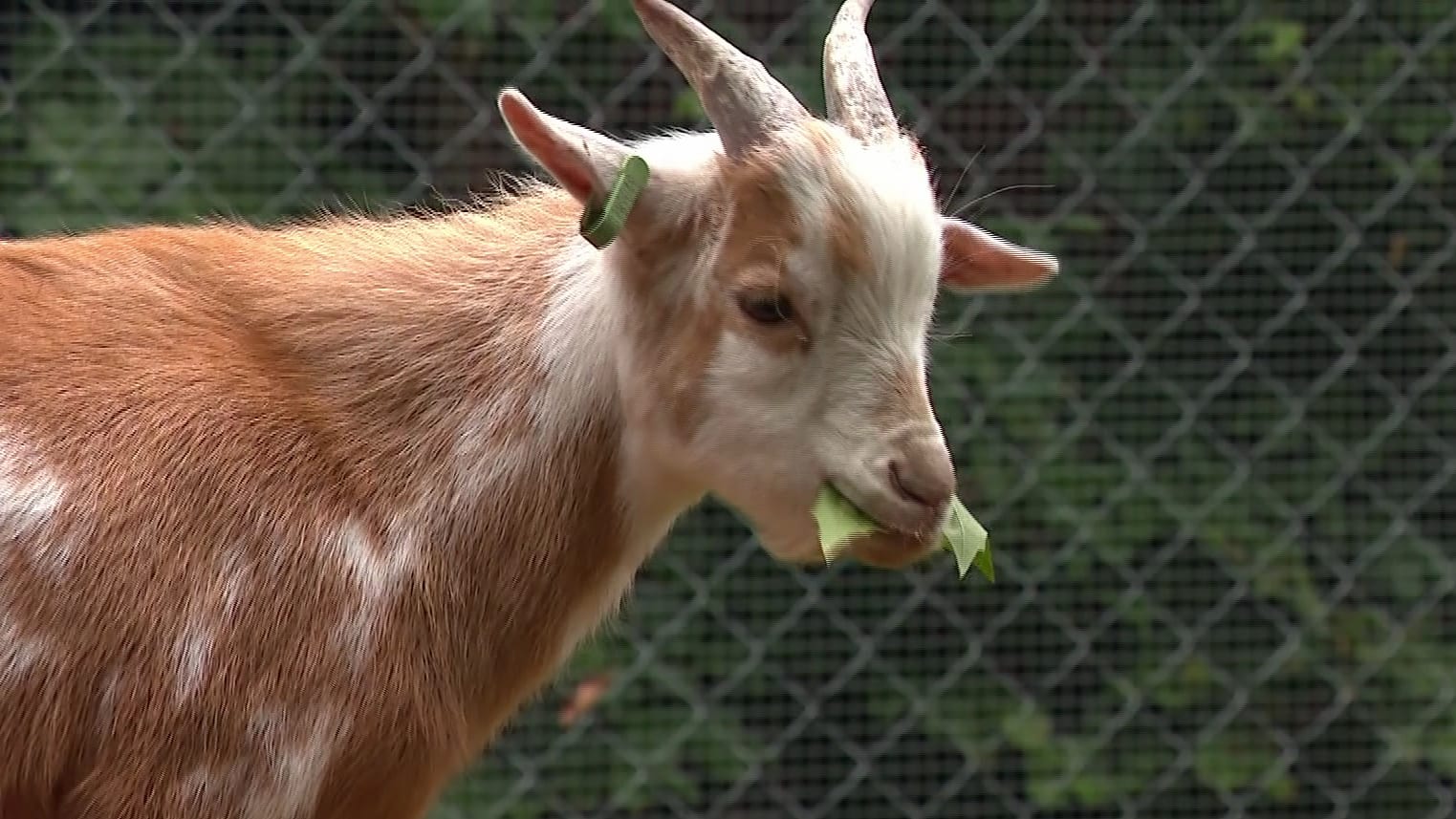 Slachthuis moet sluiten nadat 22 geitjes overlijden