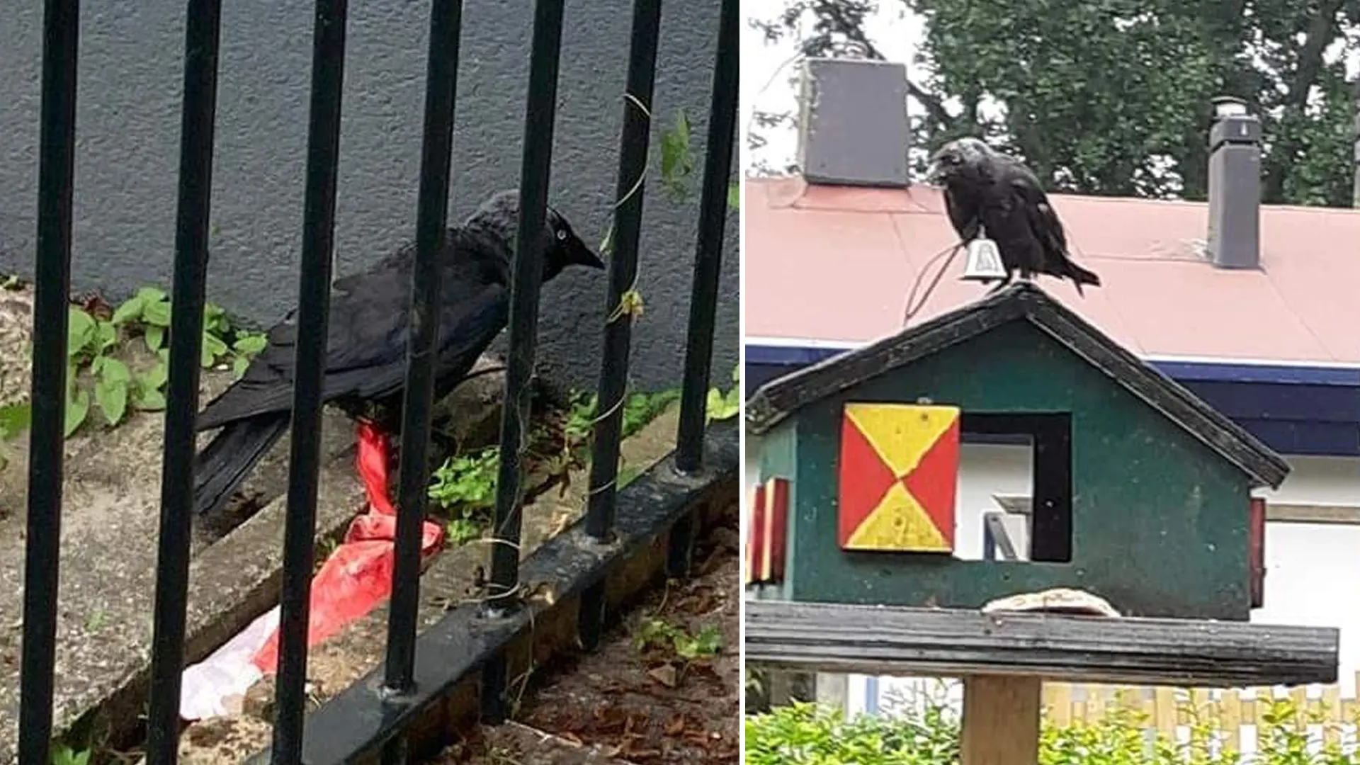 'Zieke' dierenbeul bindt tiewraps, touwtjes en bel om vogels in Rotterdam