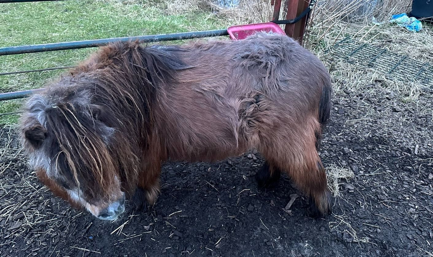 Politie grijpt in bij aantreffen verwaarloosde pony's
