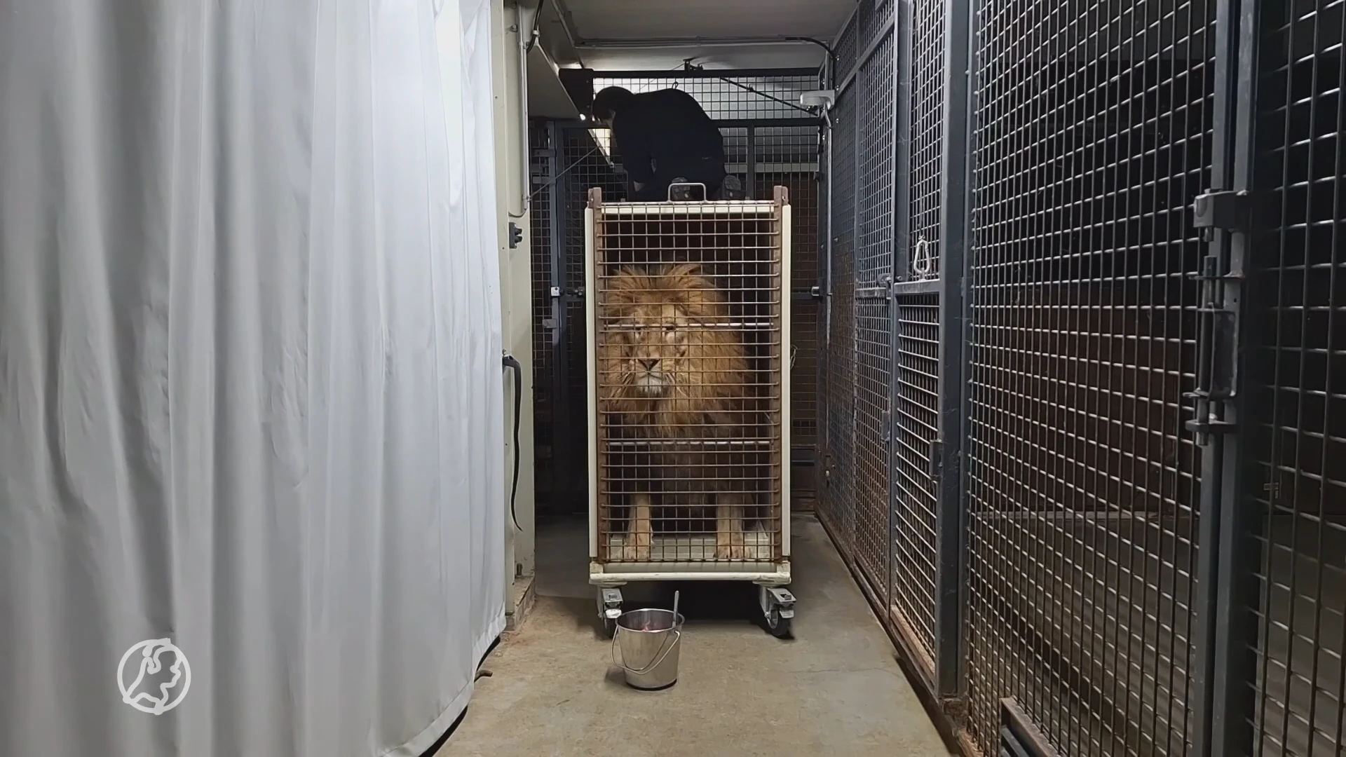 Gedumpte leeuw Remy en maatje Luna eindelijk naar Zuid-Afrika: 'Terug naar het wild'