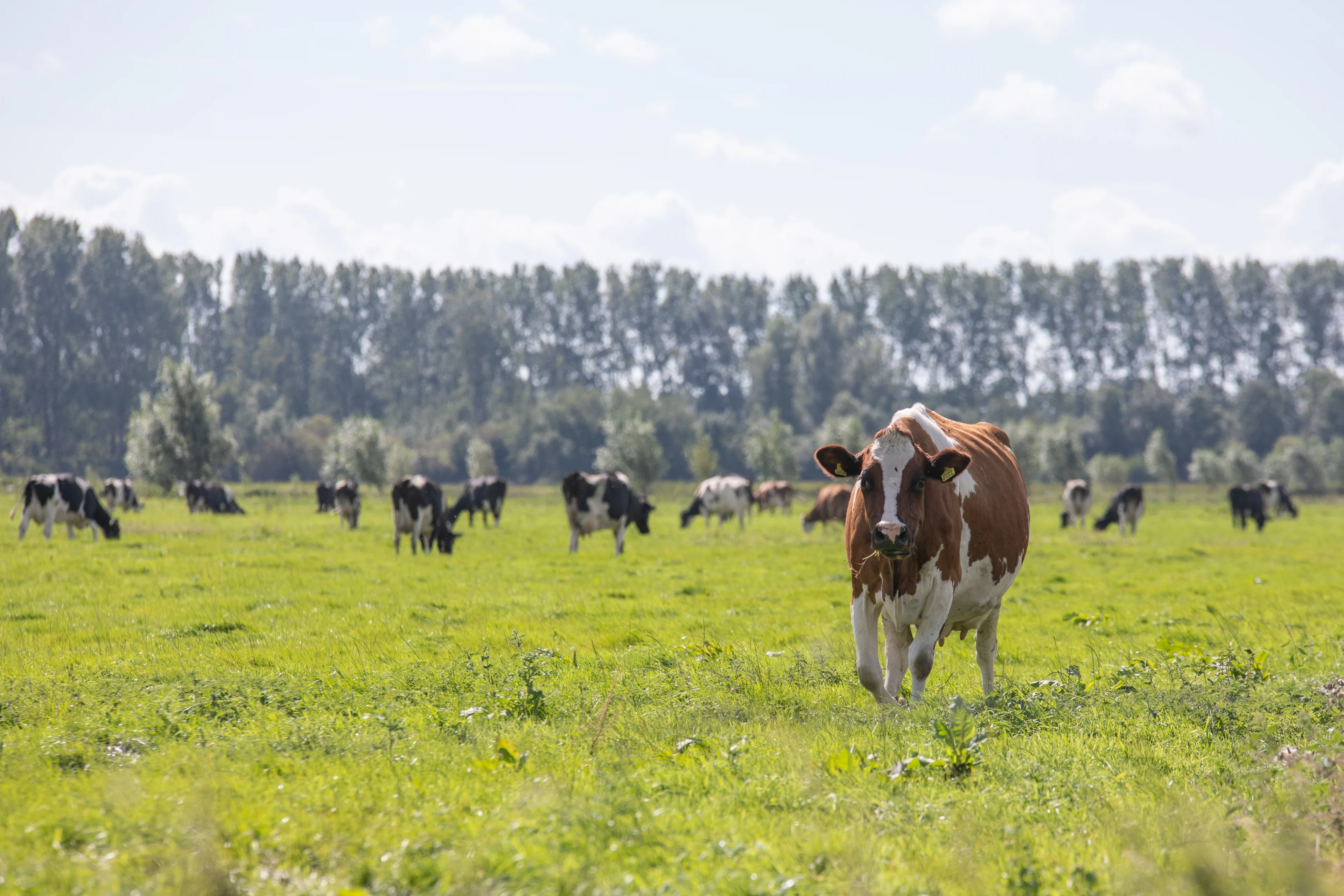 Wakker Dier: meeste koeien in de wei hebben geen schaduw