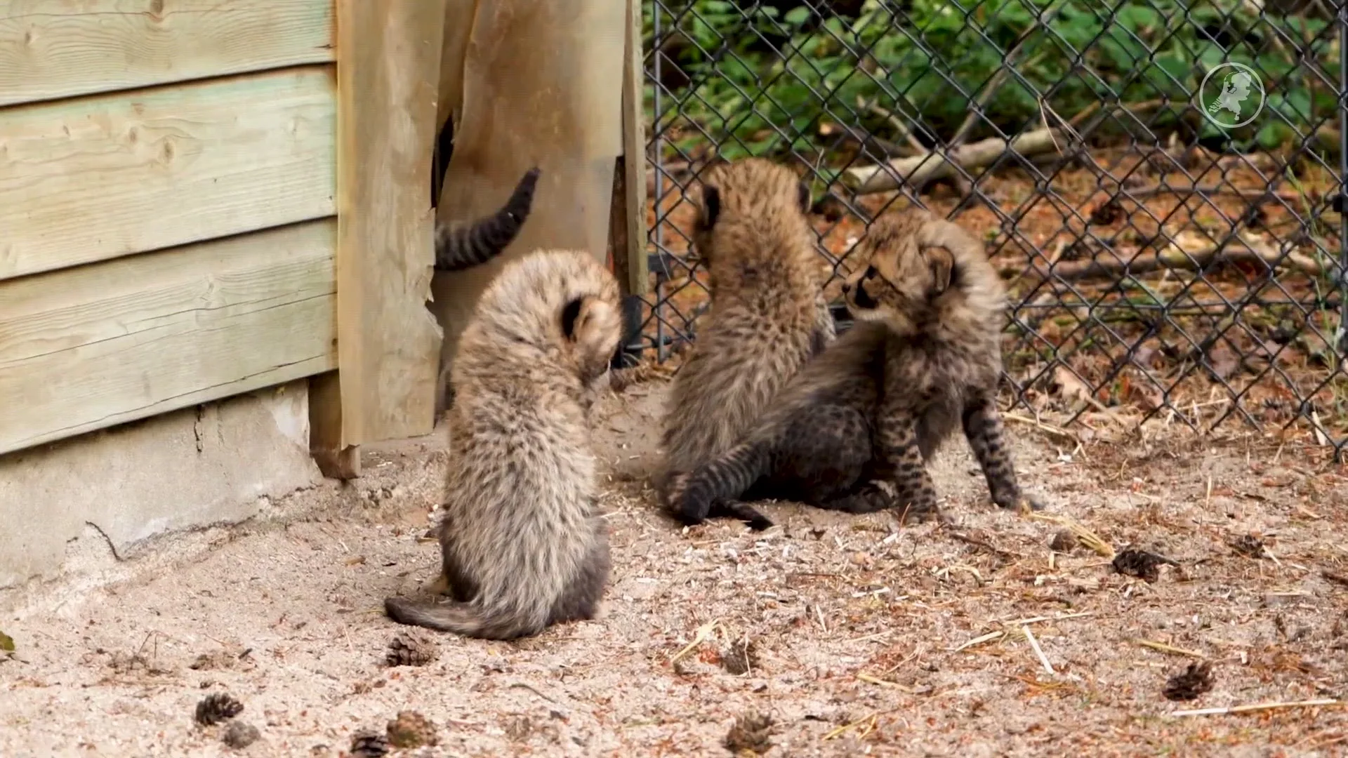 Cheetahwelpjes voor het eerst naar buiten in Beekse Bergen