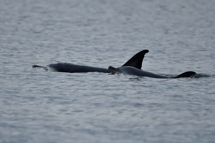 Dolfijn en kalf gered uit ondiep water bij Texel: 'Dieren waren in paniek geraakt'