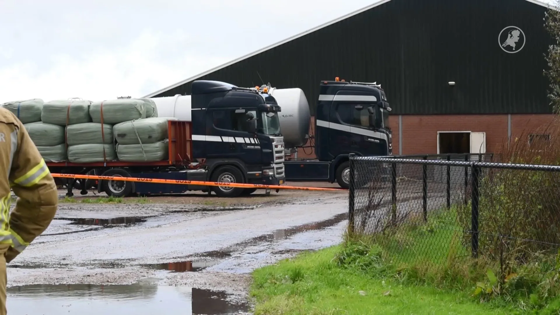 Honderden dode varkens in stal in Ospel, oorzaak nog niet bekend