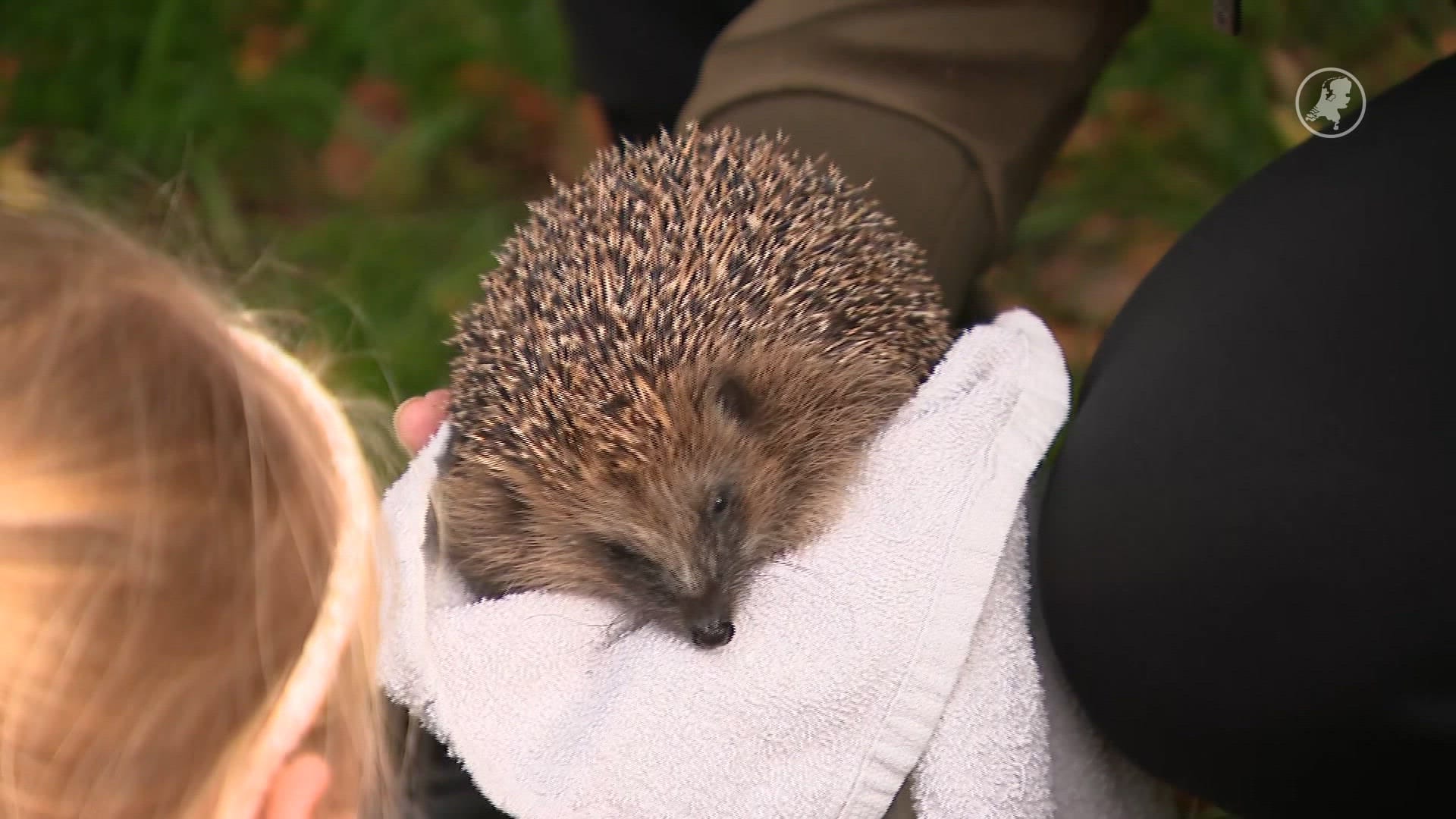 Help een egel de winter door: opvang zoekt dringend gasttuintjes