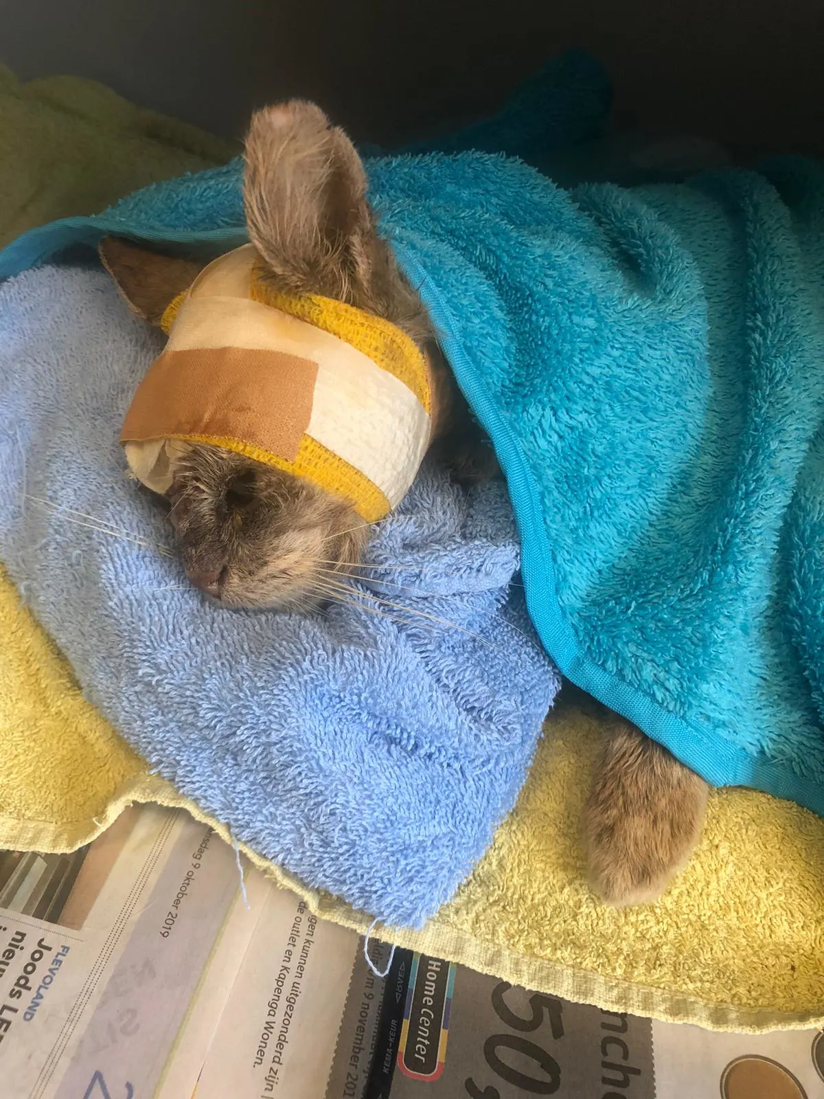 Zwaargewonde kat zwerft weken door straten Lelystad: 'Waarom deed niemand iets?'