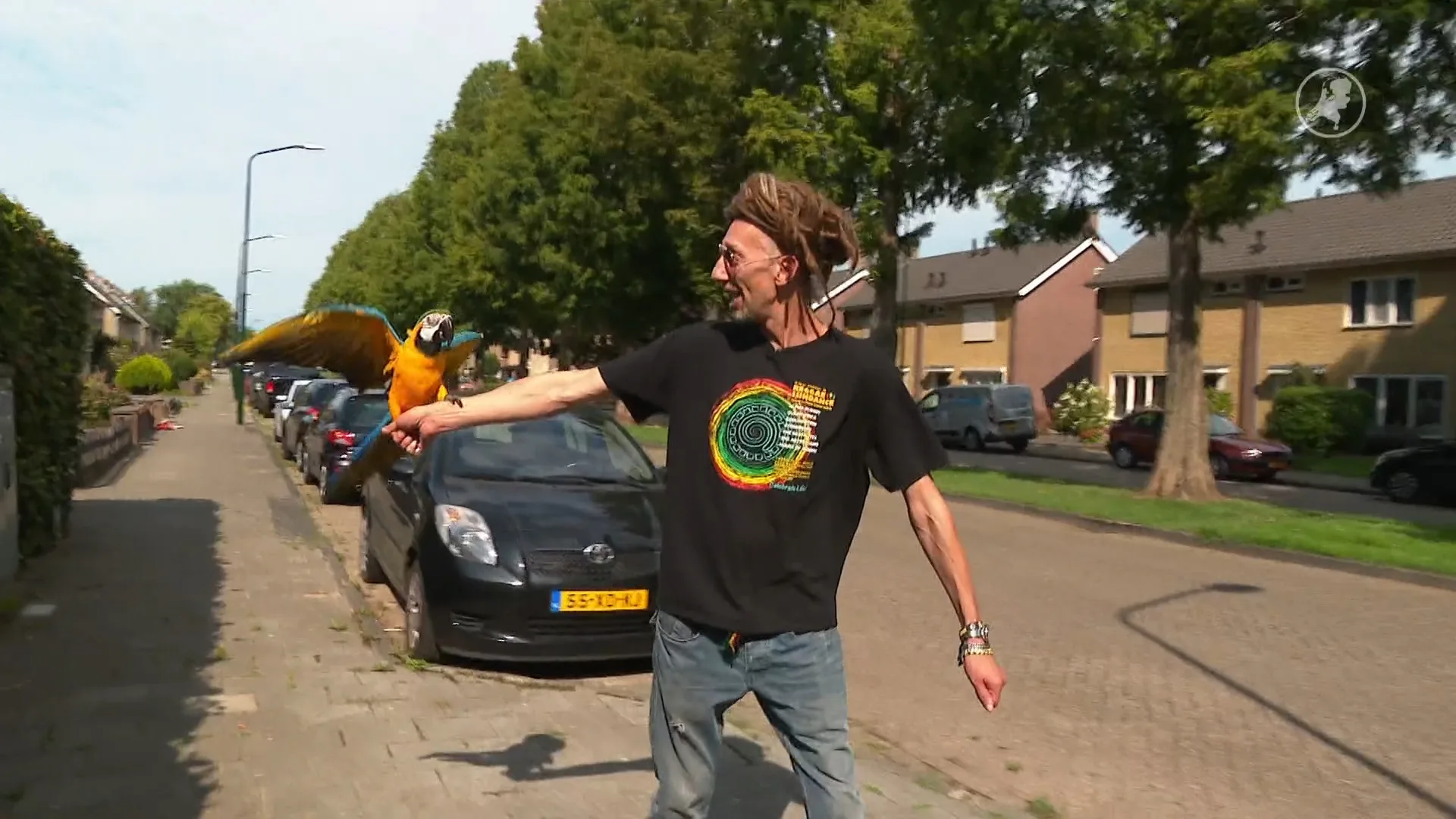 Buurtpapegaai Oro mag niet meer vliegen na klacht over 'agressief gedrag'