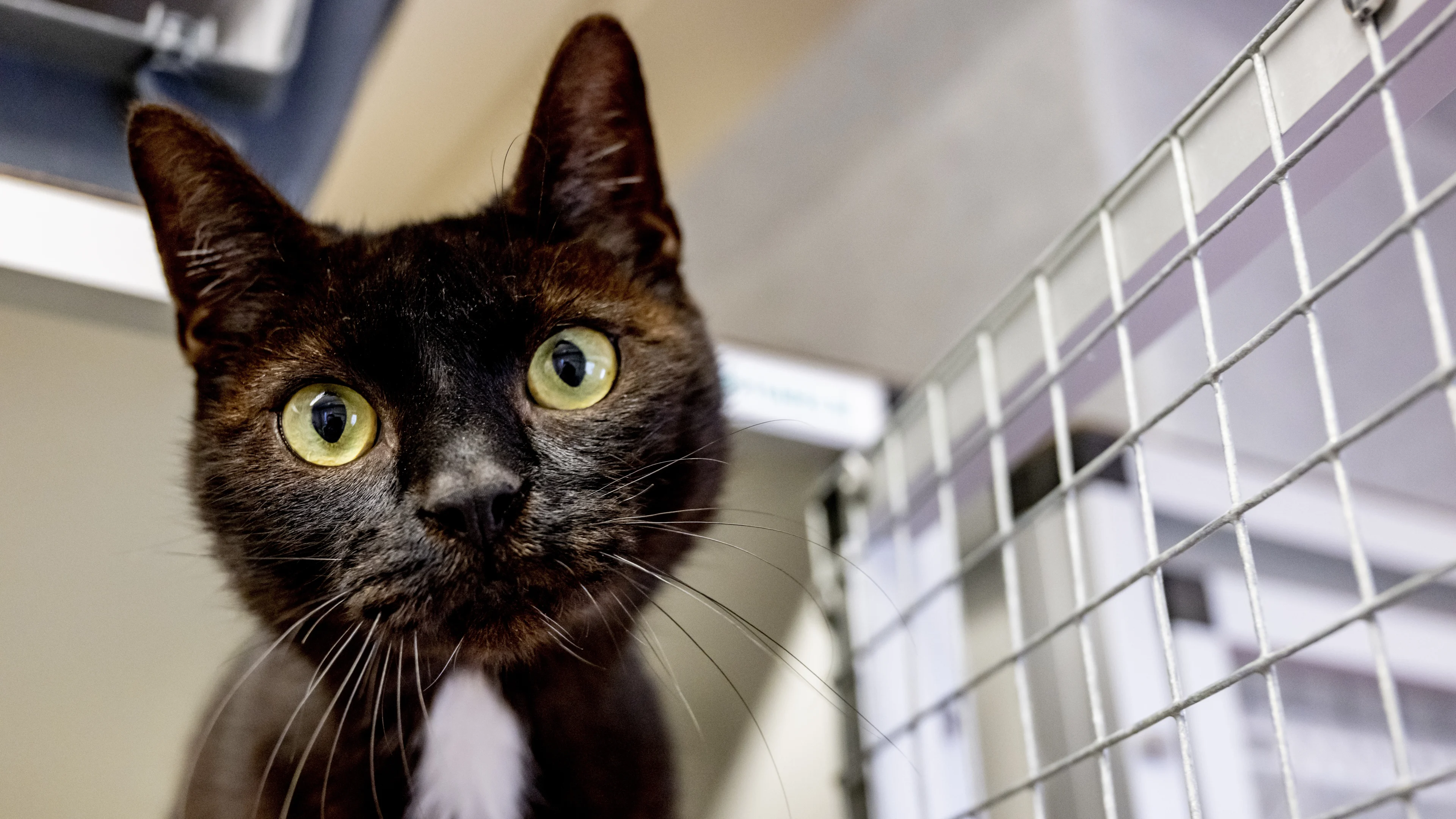 Meeste dierenpensions zitten vol rond kerst en oud en nieuw