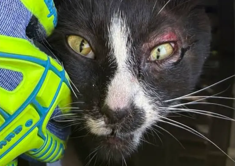 Zo gaat het nu met poes Olivia die uit afvalcontainer in Arnhem werd gered