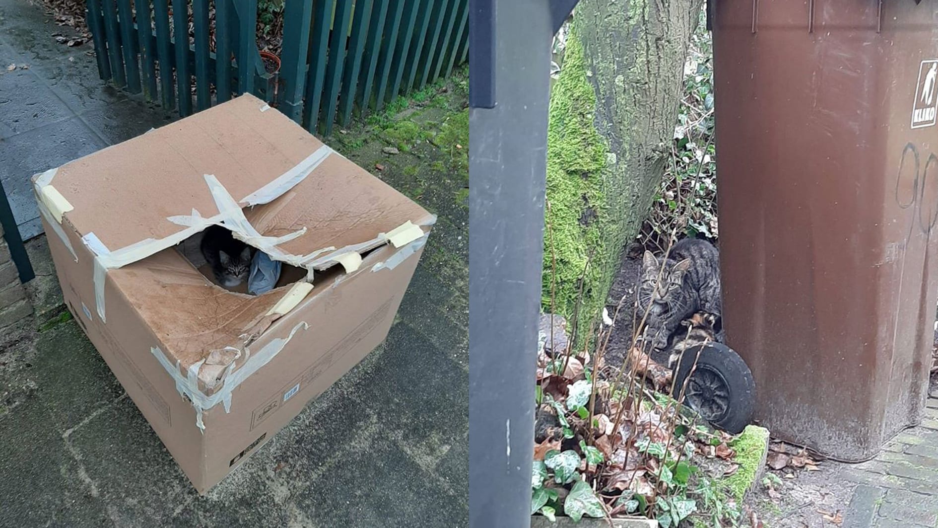 Vier kittens en moederkat gedumpt in ijzige kou in Utrecht