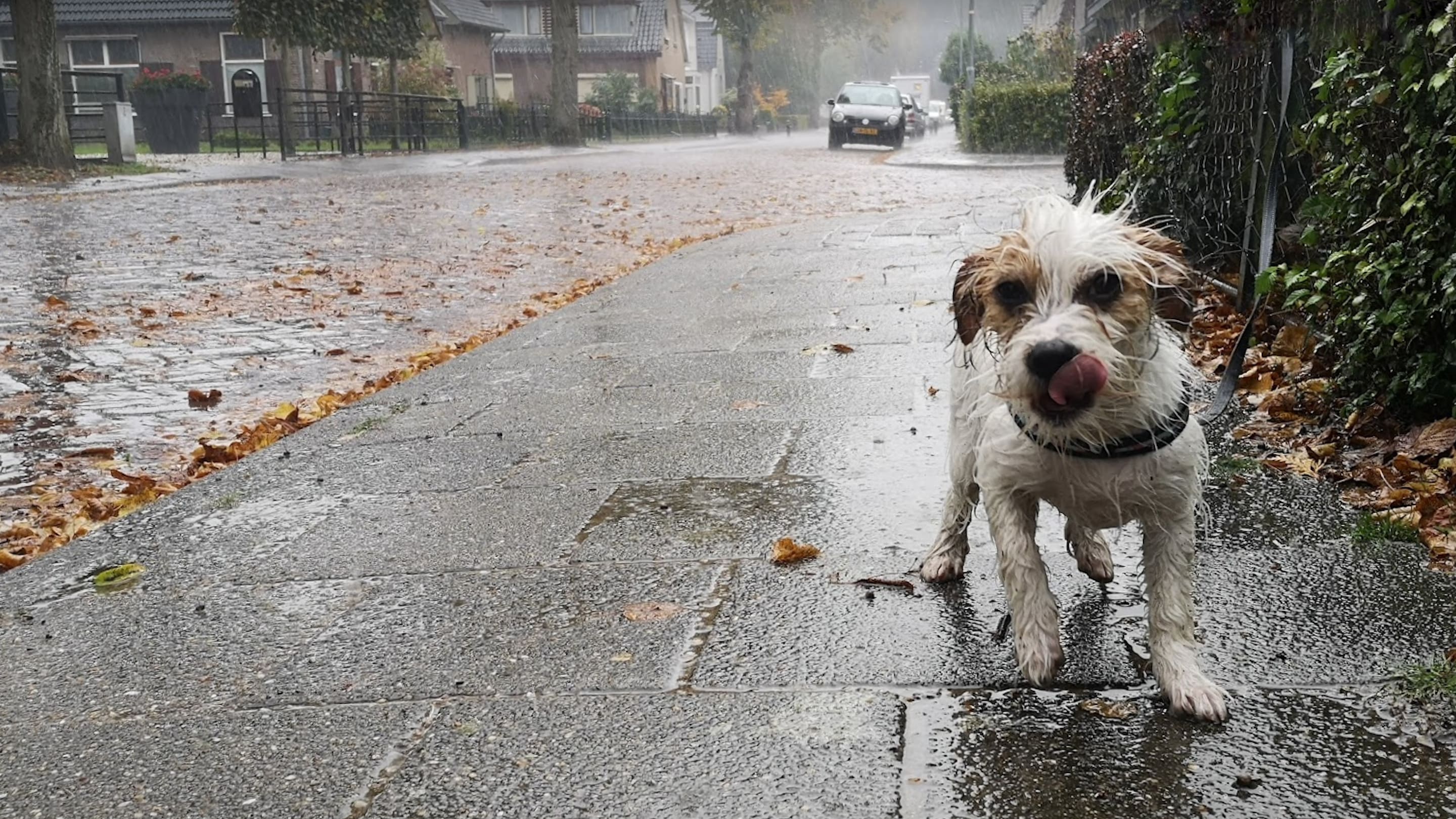 Het is hondenweer vandaag, maar blijft dat ook zo?