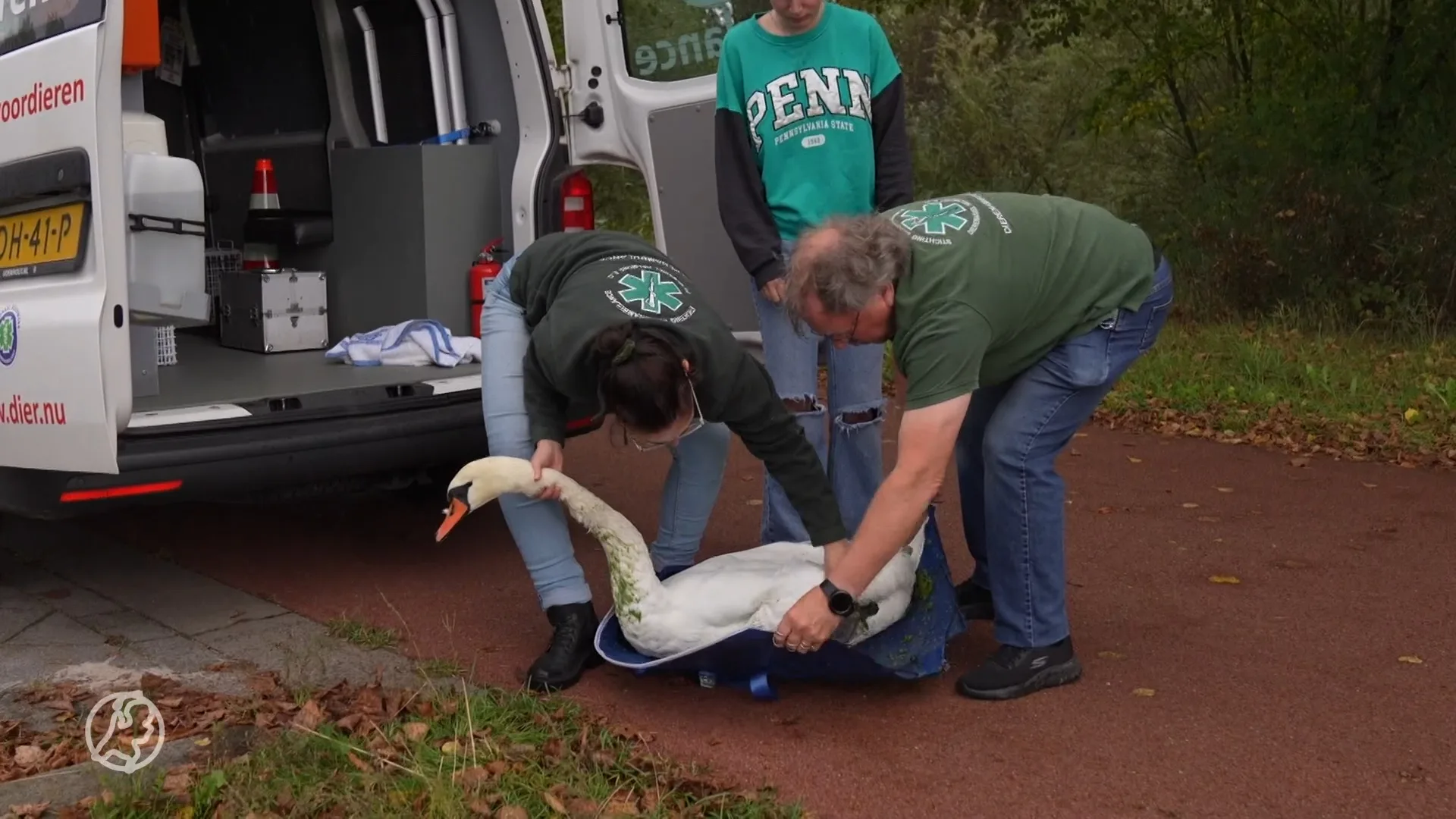 Duikers redden gewonde zwaan, maar hij is alsnog overleden