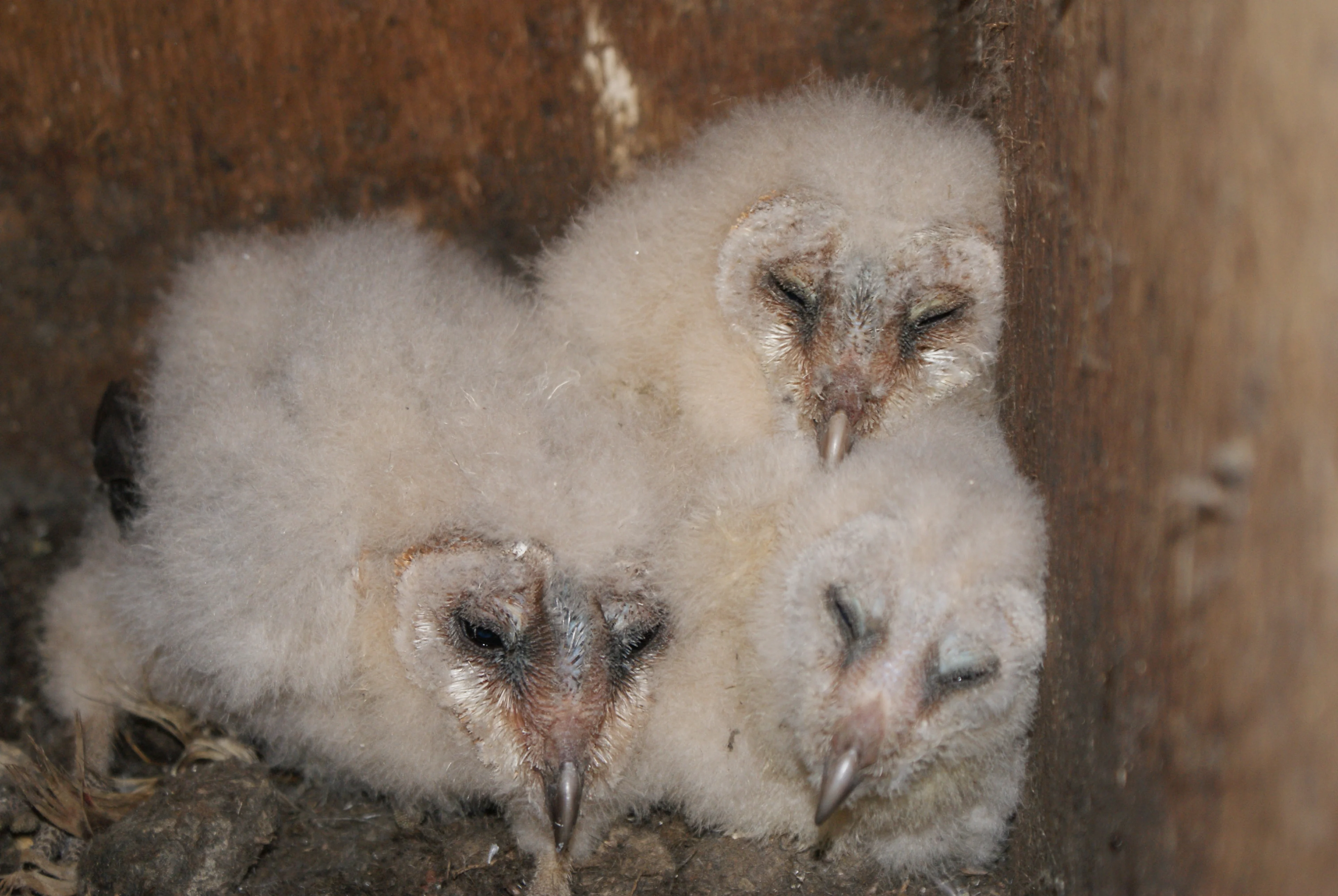 Kerkuilen massaal verhongerd door winters weer: 'Dit hebben we nog nooit meegemaakt'