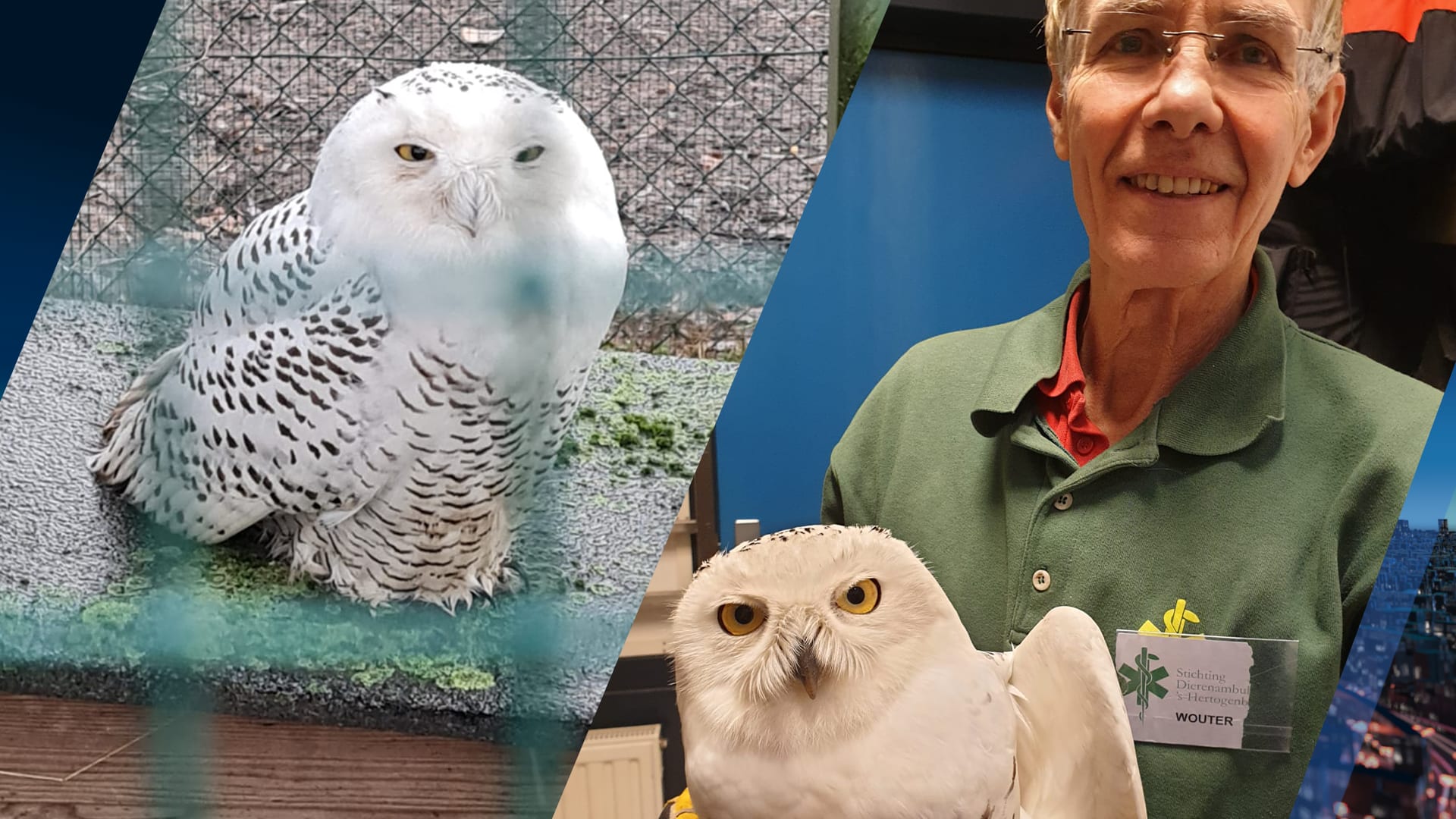 Ontsnapte witte sneeuwuil van Dierenpark Amersfoort duikt na weken op in Brabant