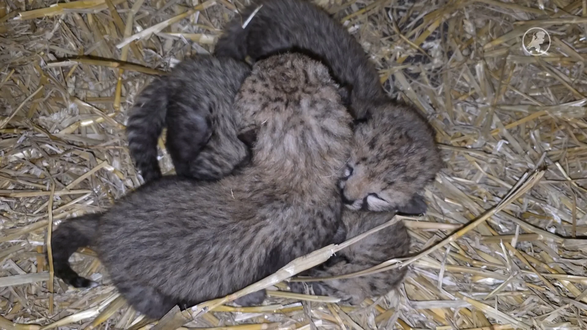 Feest in Beekse Bergen: drie cheetawelpjes geboren