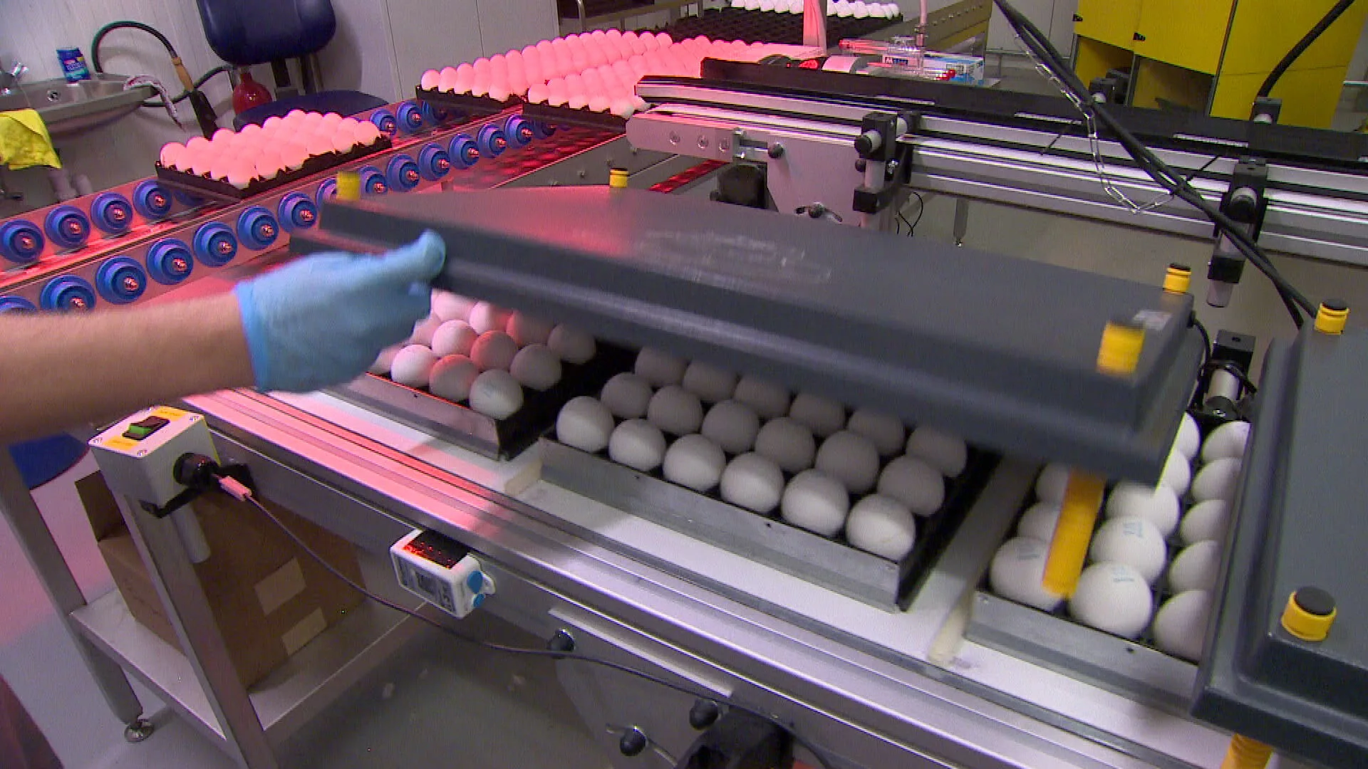 Komt er door deze Nederlandse uitvinding een einde aan het vergassen van haantjes?