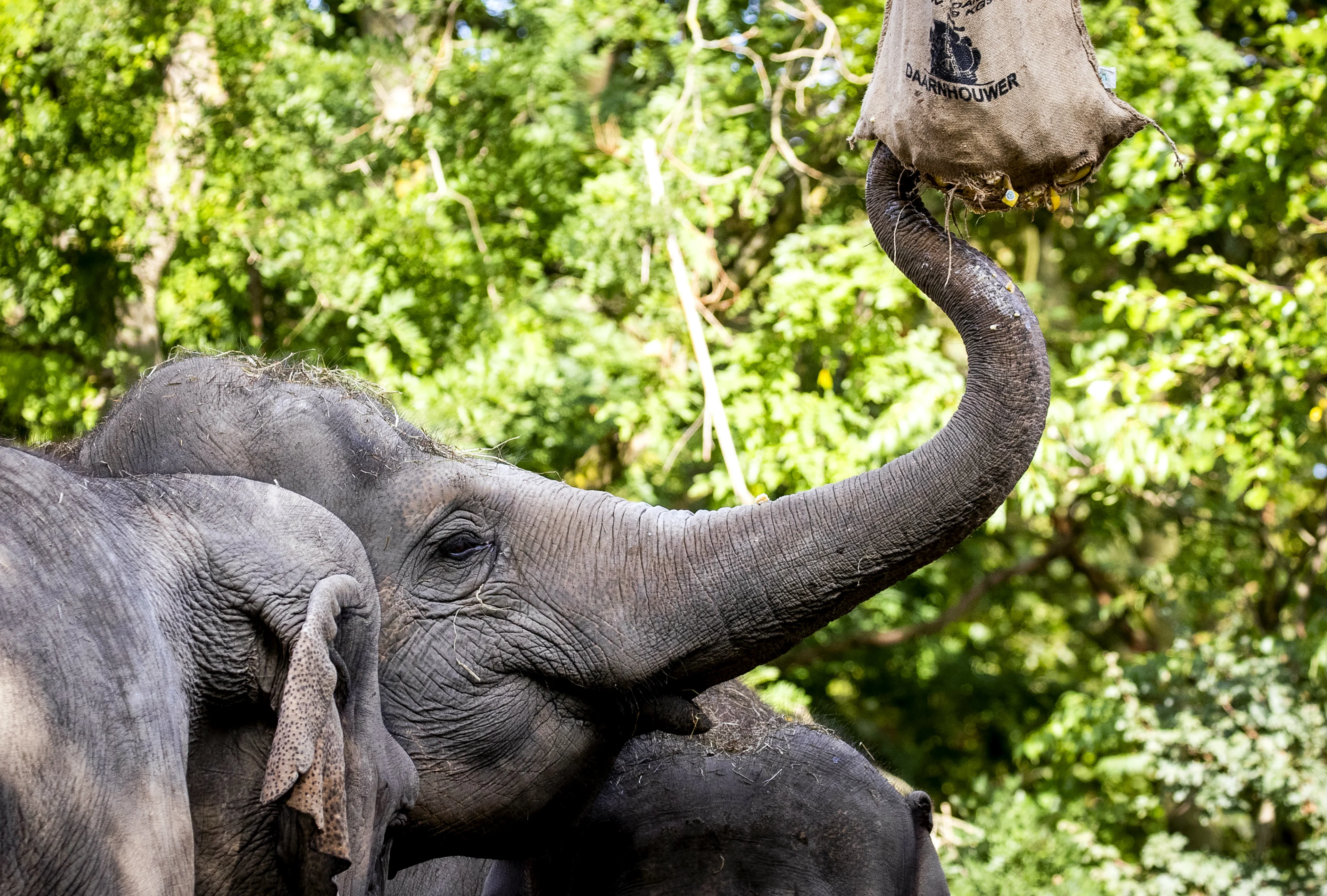 Diergaarde Blijdorp gered van faillissement dankzij megalening gemeente