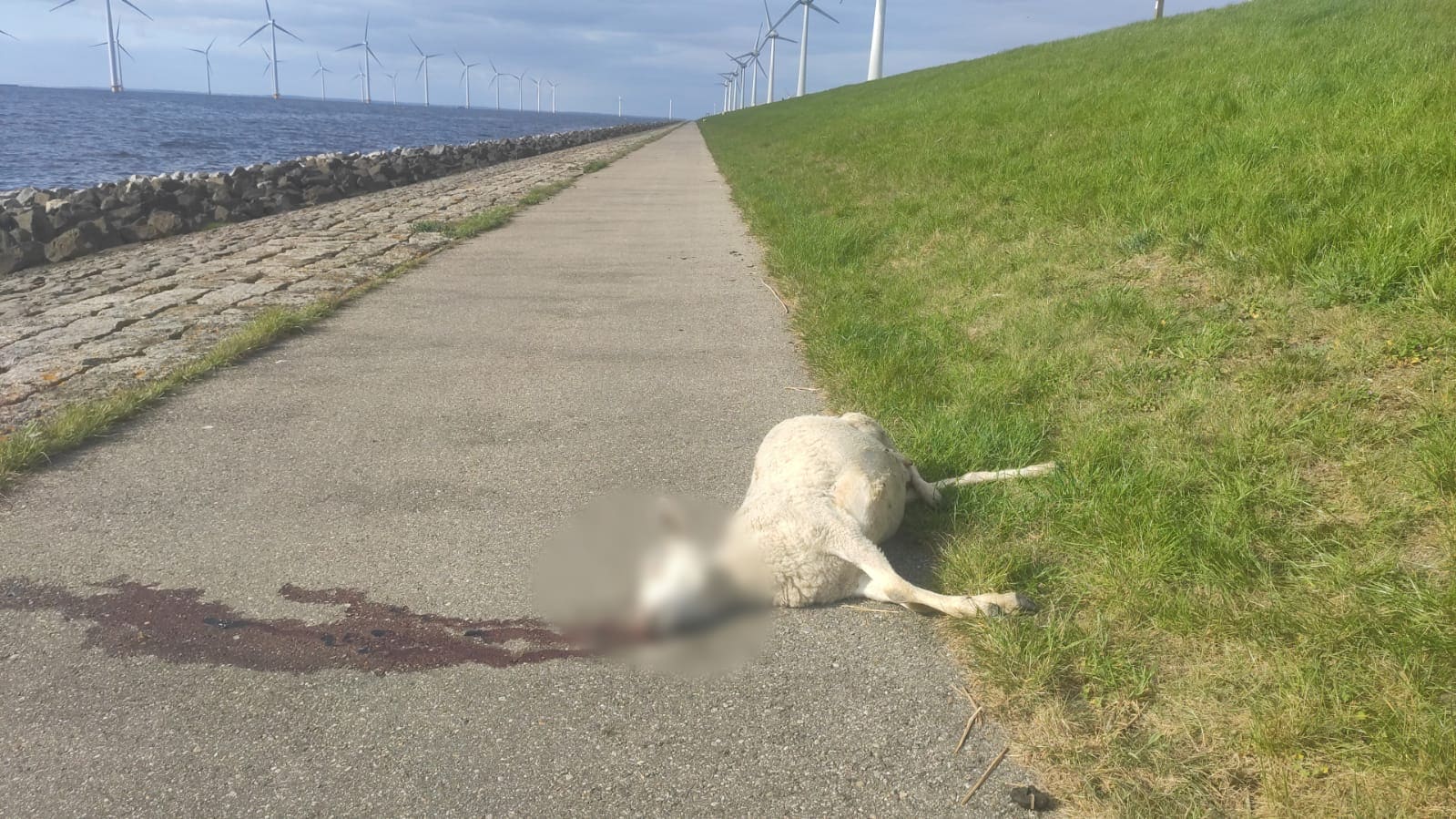 Weer dood schaap gevonden bij dijk Urk: 'Kan zelf geen aangifte doen'
