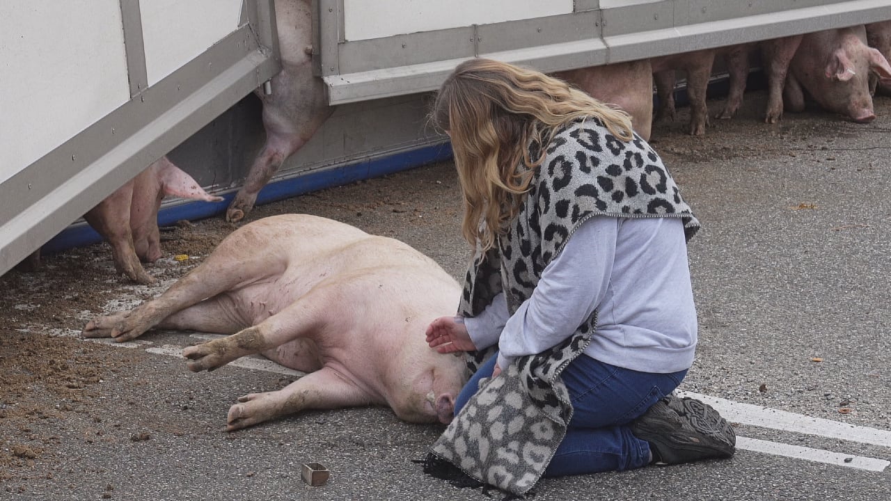 VIDEO: Vrachtwagen vol varkens gekanteld op druk kruispunt Den Bosch
