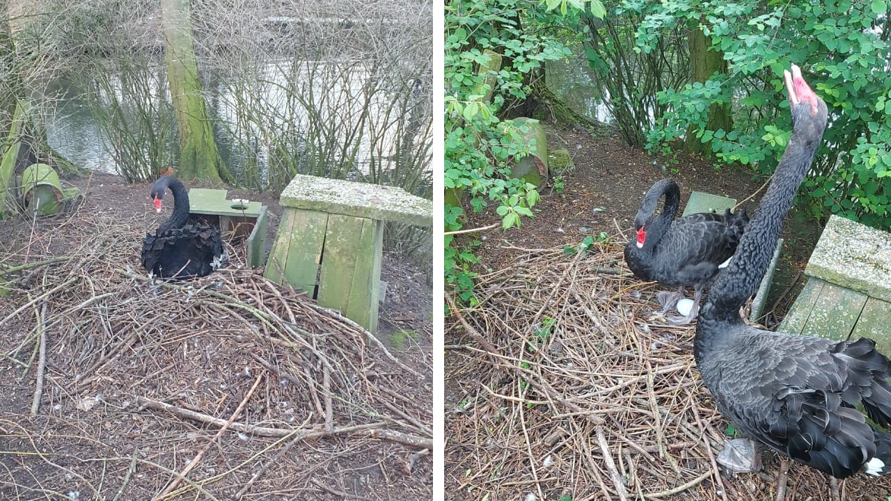 Ruim 50 dieren geruimd op kinderboerderij door vogelgriep: 'Het is een drama'