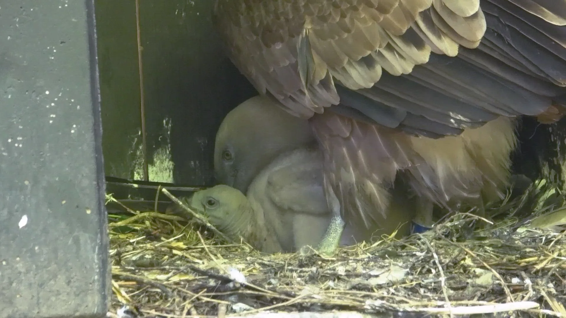 Twee vale gierkuikens geboren in Dierenpark Amersfoort