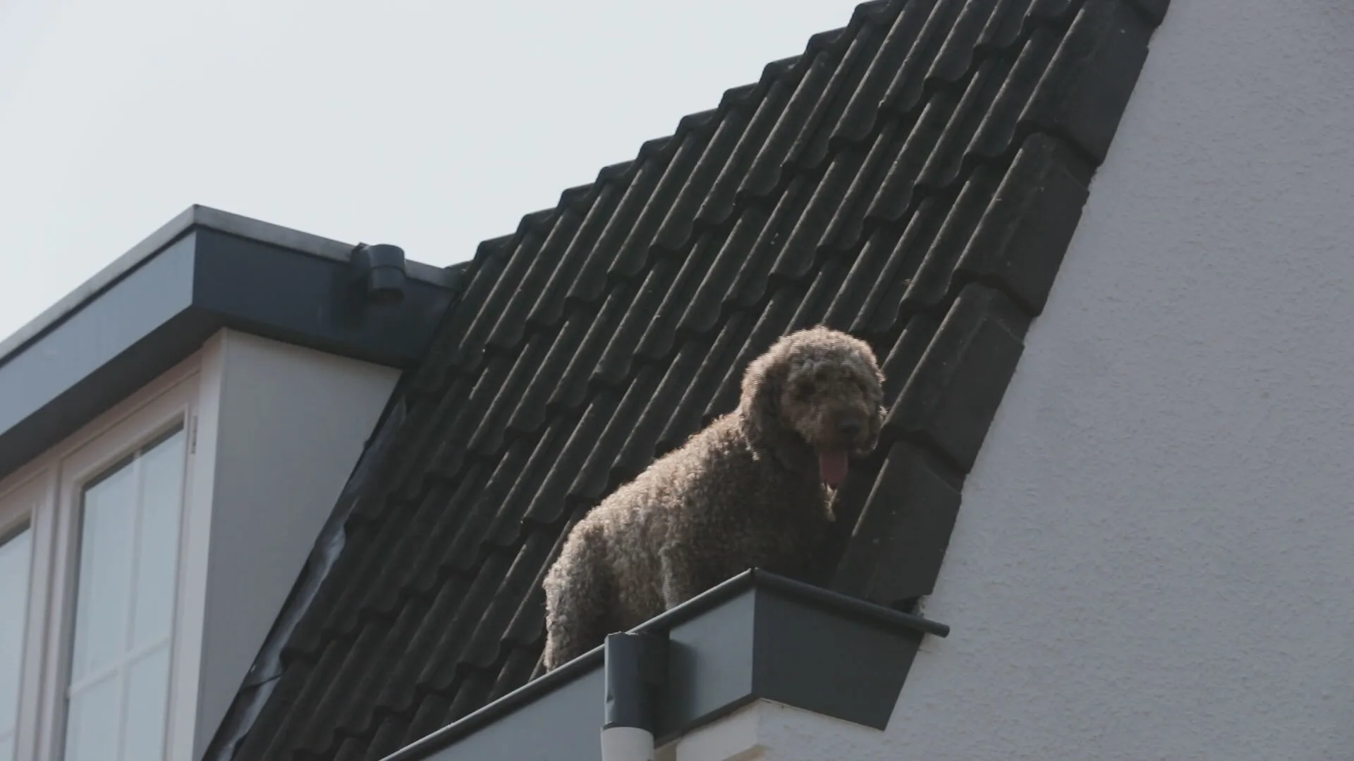 Brandweer redt hond uit dakgoot in Eindhoven