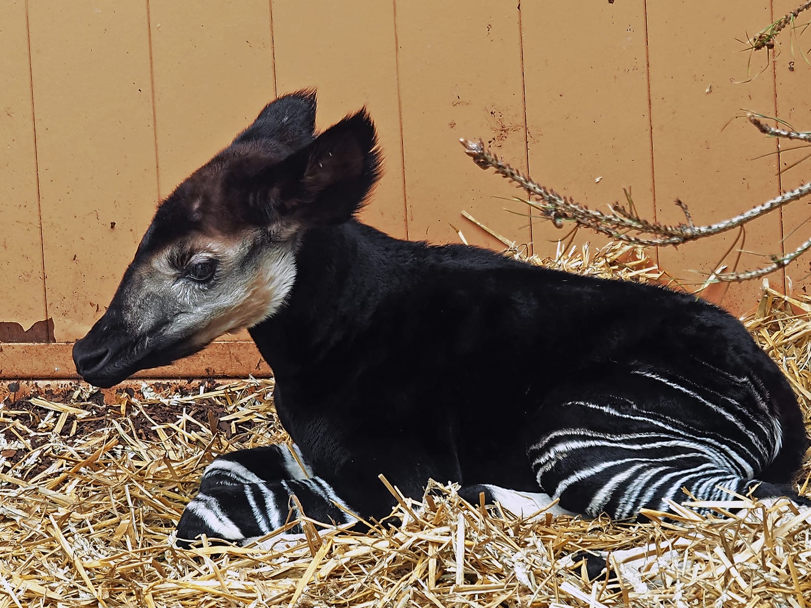 Feest! Okapi Dex geboren in Safaripark Beekse Bergen