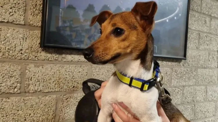Hondje moederziel alleen gevonden op metrostation, politie zoekt baasje