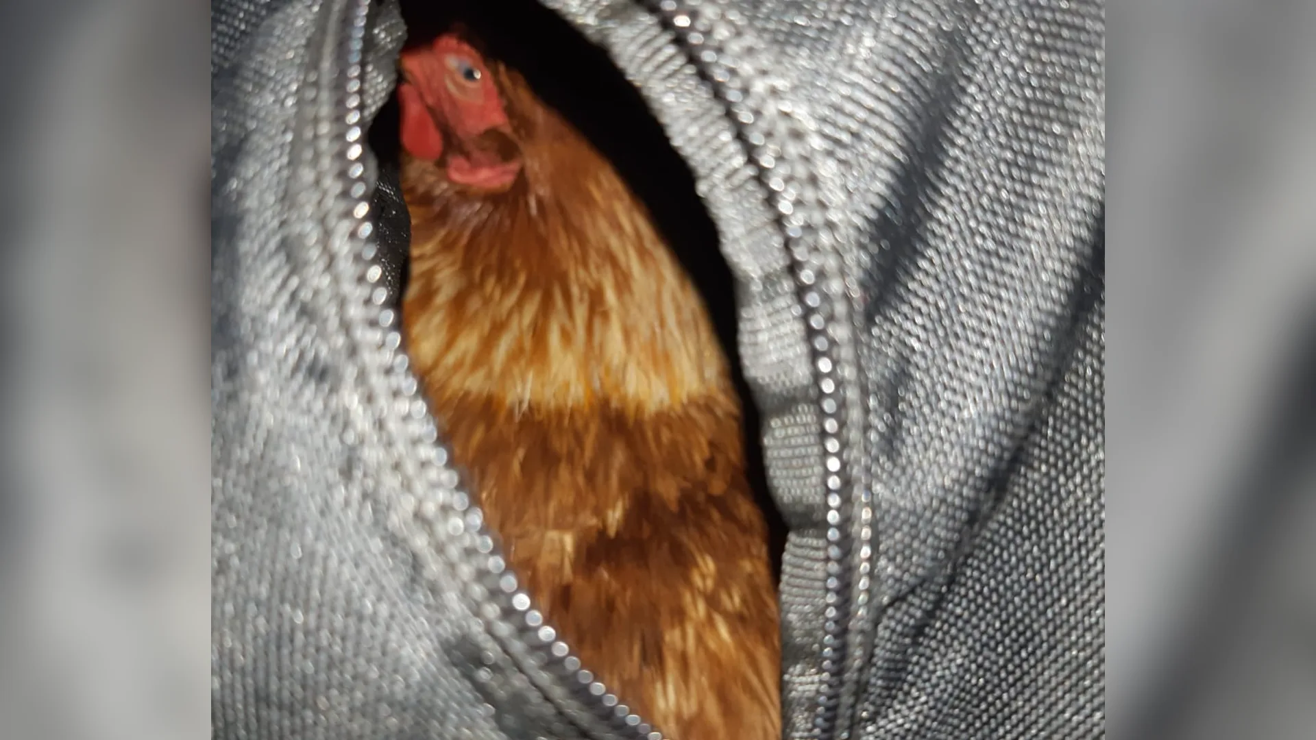 Vrouw probeert levende kip cel binnen te smokkelen in Borne