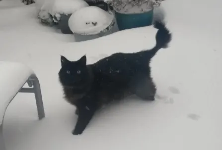 Kat Kwibus (3) sterft plots na pret in de sneeuw: 'Als je een einde mag kiezen, komt dit in de buurt'