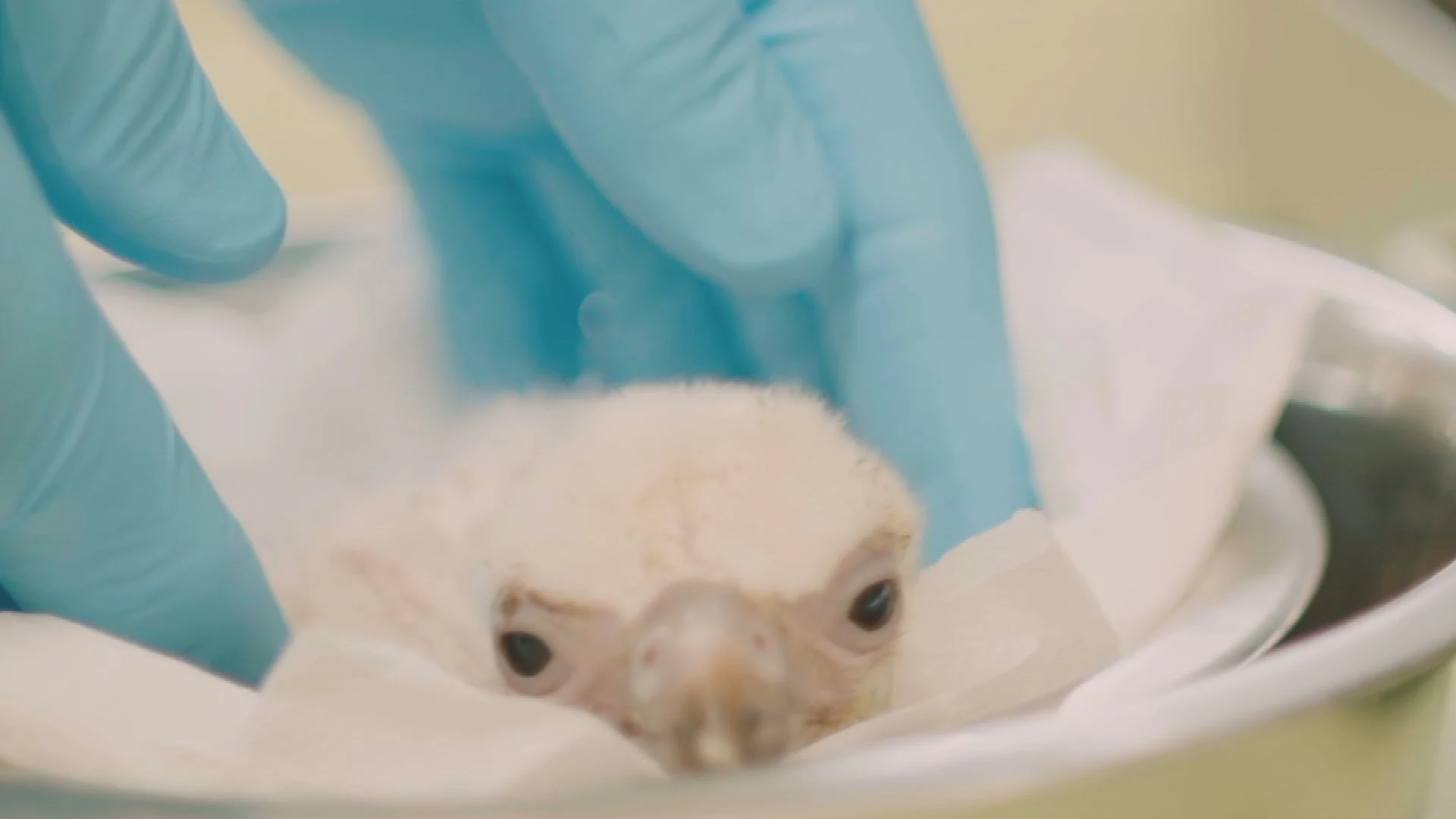 Recordaantal bedreigde babygieren door wisseltruc met eieren: 'Een primeur!'