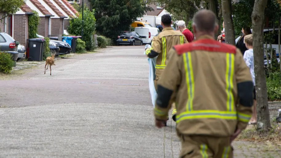 Verdwaalde ree rent door Leidschendam en zet buurt op stelten