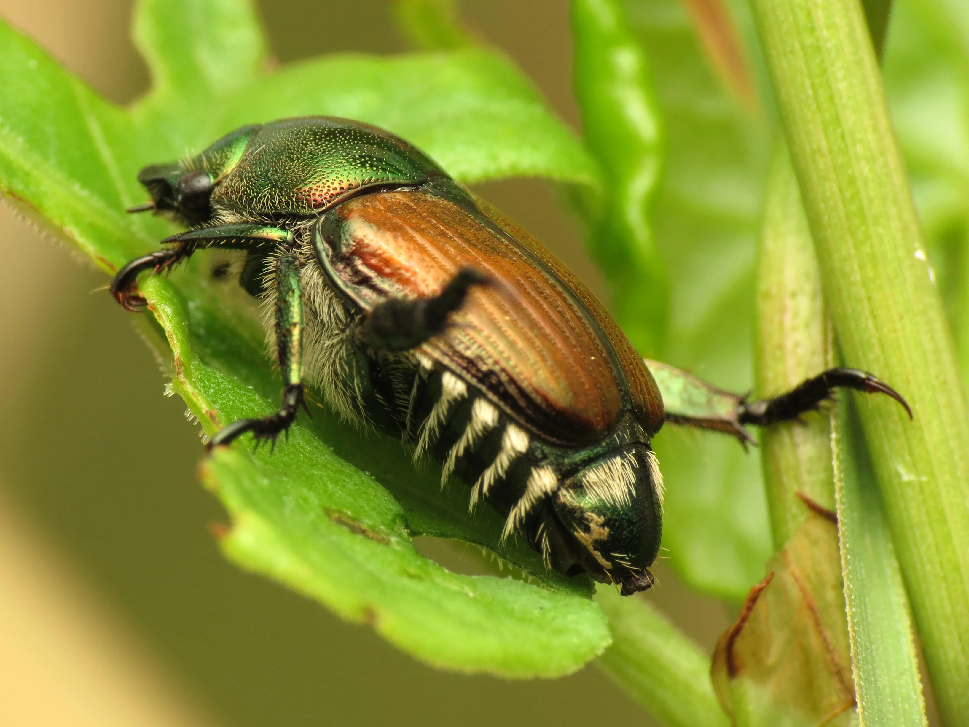 NVWA waarschuwt vakantiegangers voor Japanse kever na vondst in België