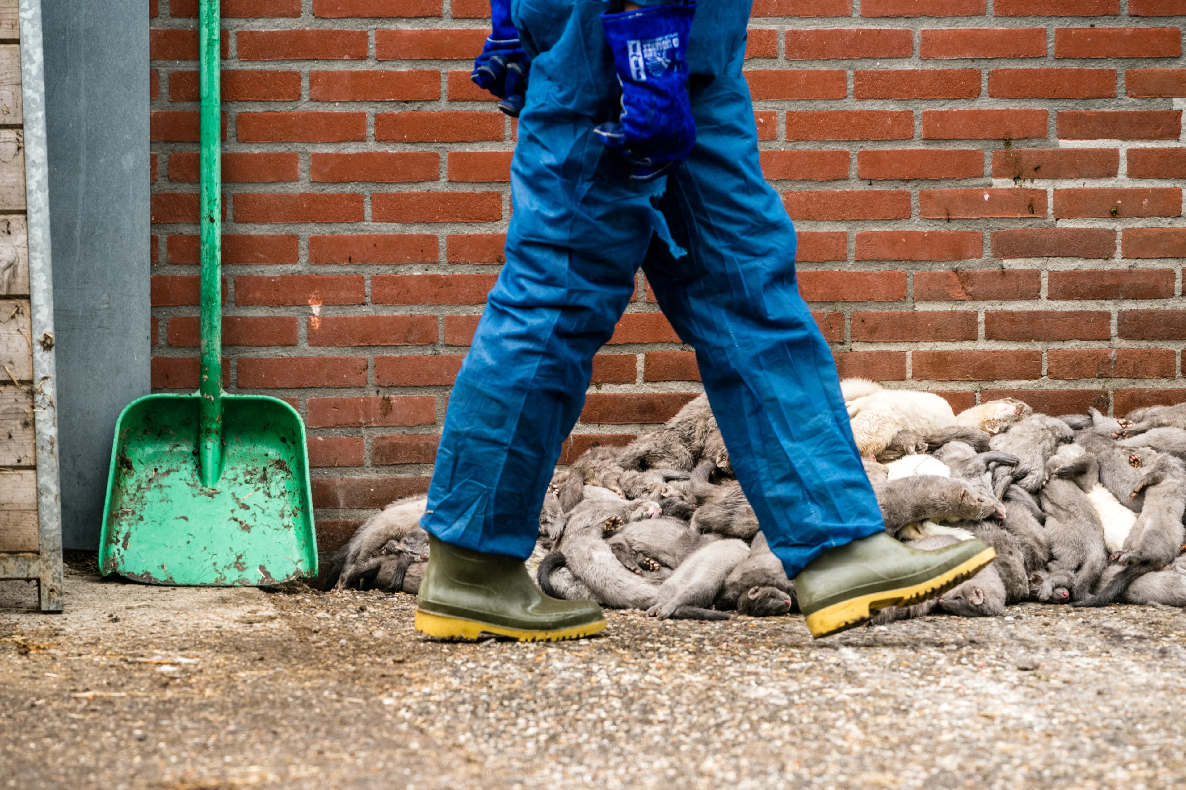 Opnieuw coronabesmettingen op nertsenfokkerijen, nu in Wilbertoord en Overloon