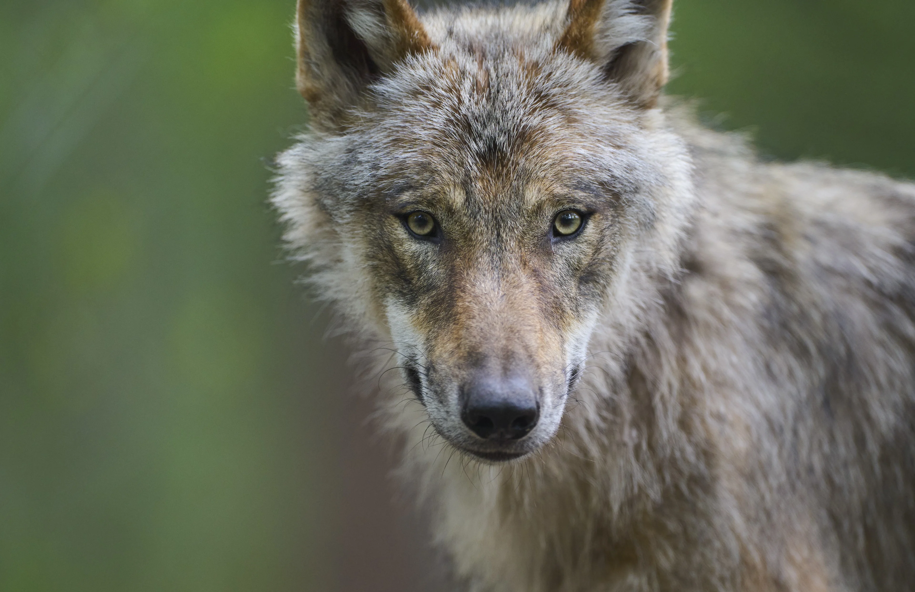 Waarschuwingsborden op Utrechtse Heuvelrug om wolf: mijd het bos