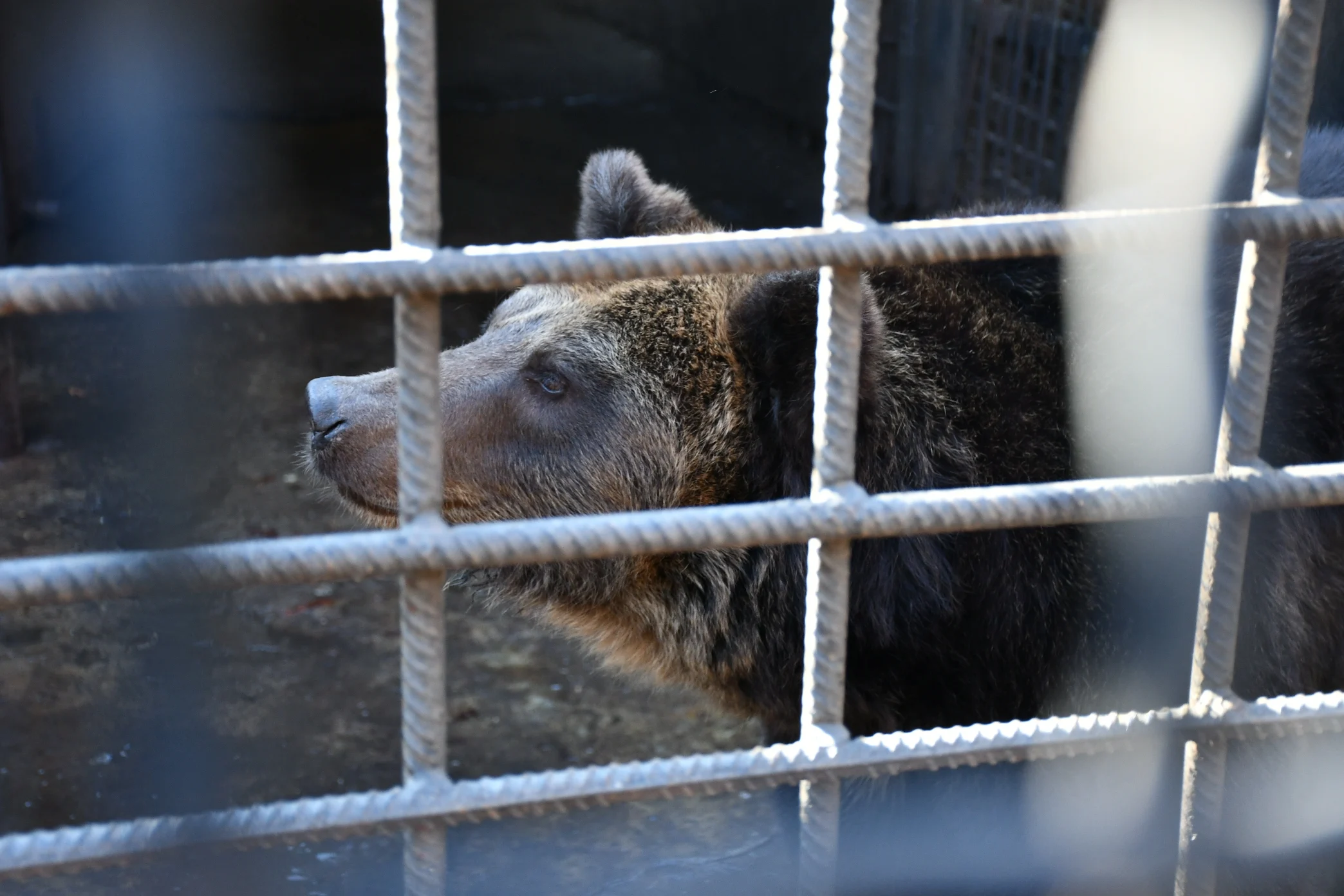 Het Berenbos wil opgesloten beren uit Oekraïne redden: 'Ze worden elke dag getreiterd'