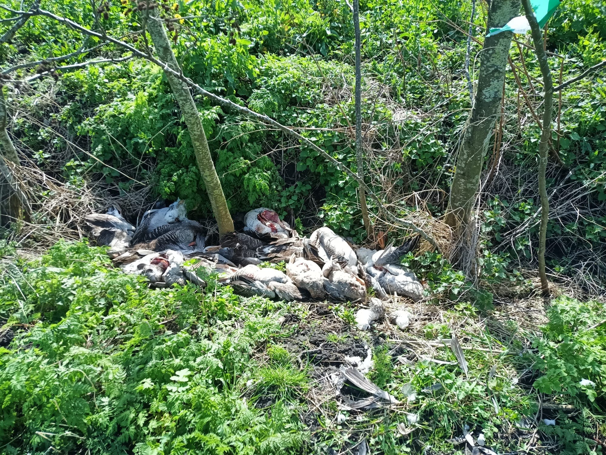 Dierenambulance in shock na bloedige vondst, ganzen mishandeld en beschoten