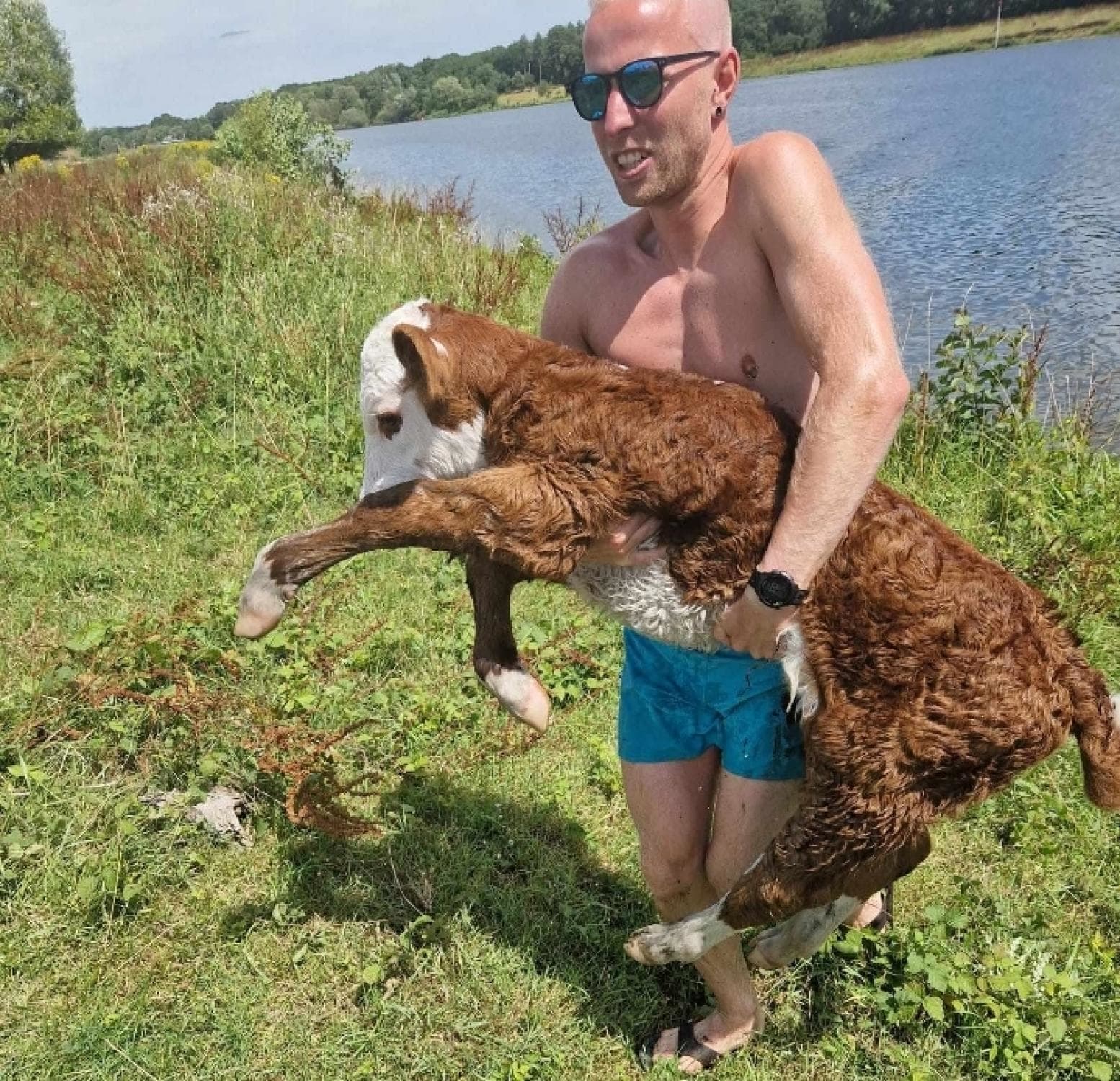 Reddingsactie in Limburgse Lottum: Rick redt kalf uit het water